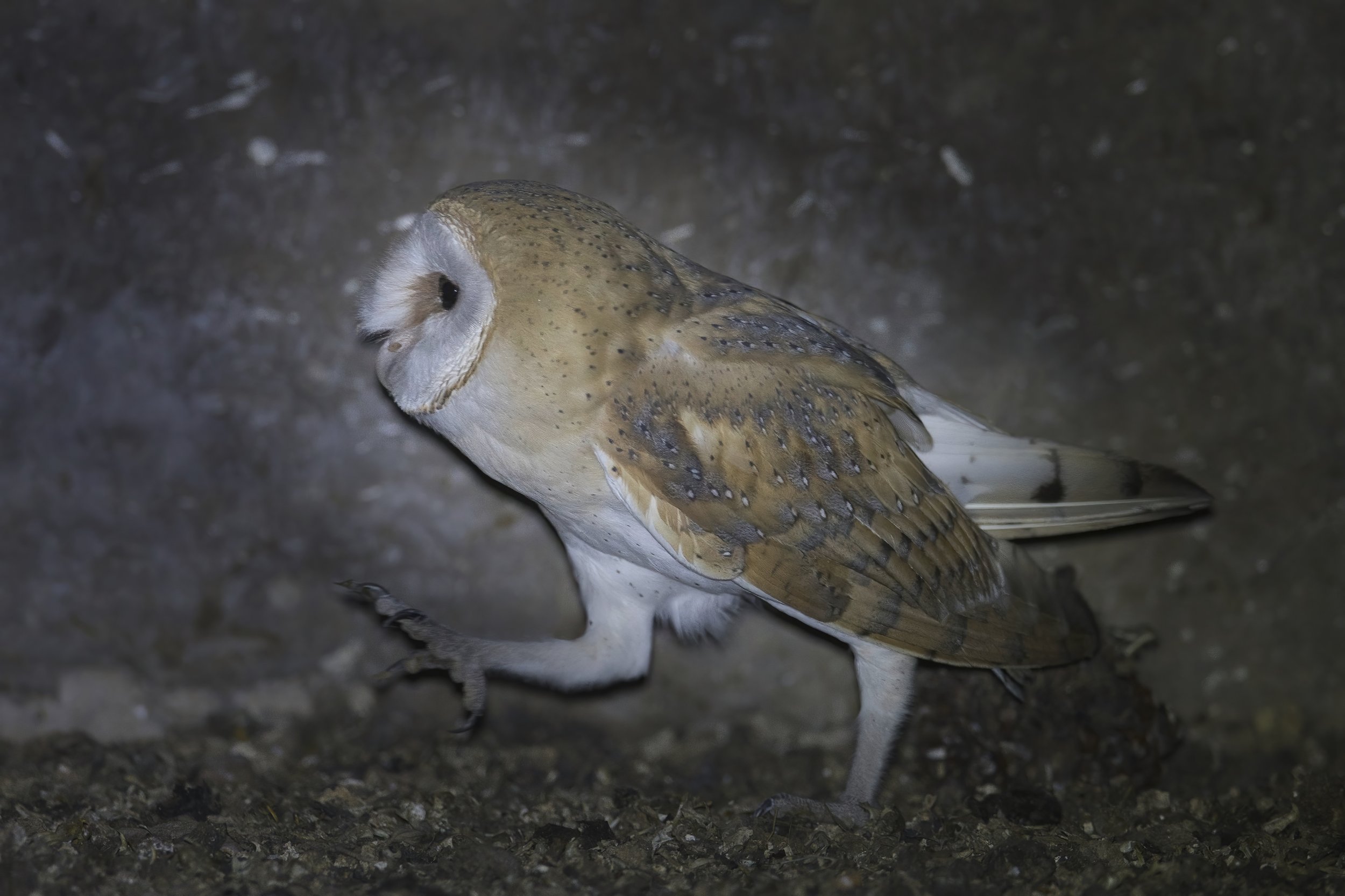 Barn Owl Lebanon