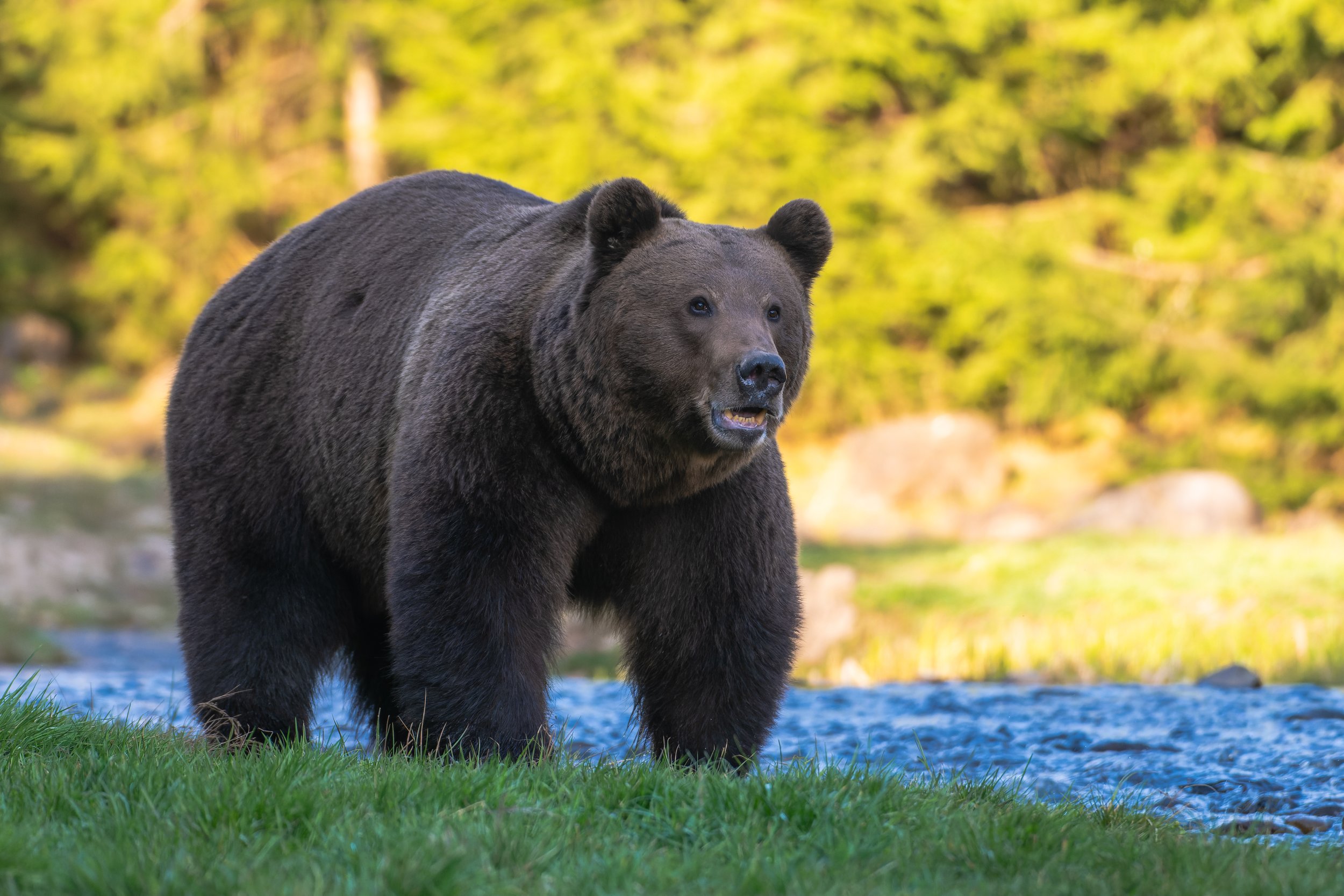Brown Bear - Romania Wildlife