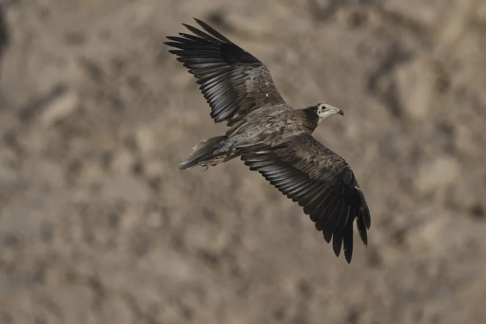 Egyptian Vulture Colony Jebel Hafeet UAE