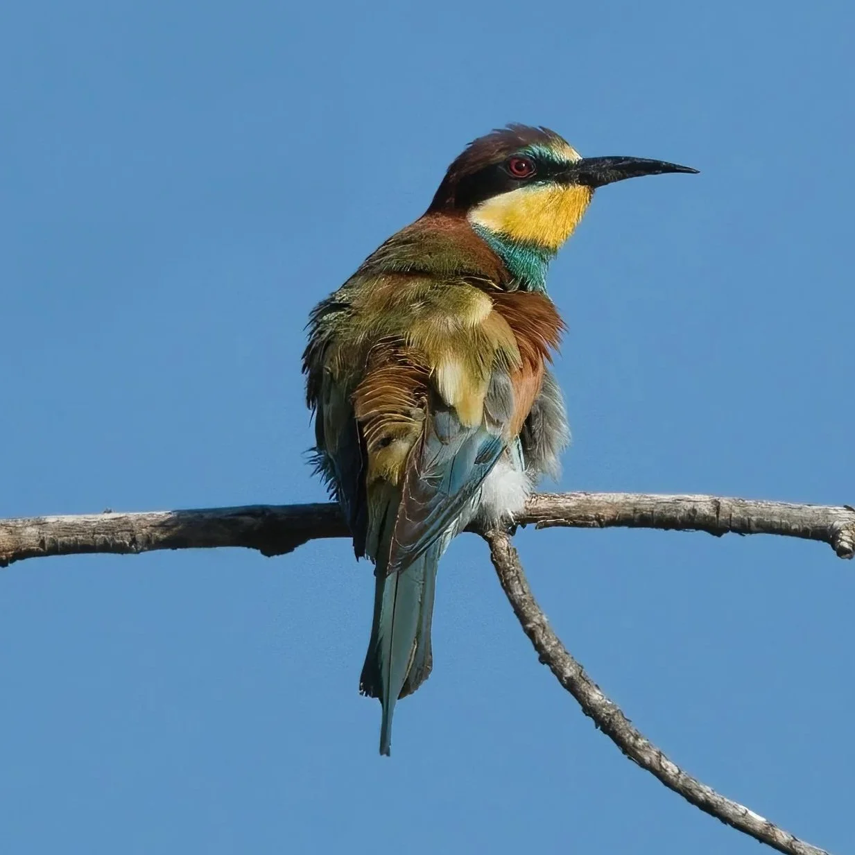 European Bee-eater \ Merops apiaster