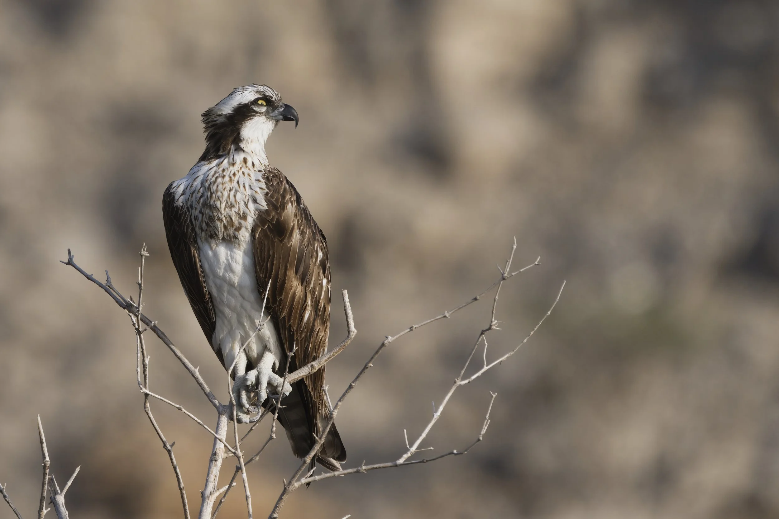 Birds watching trips UAE