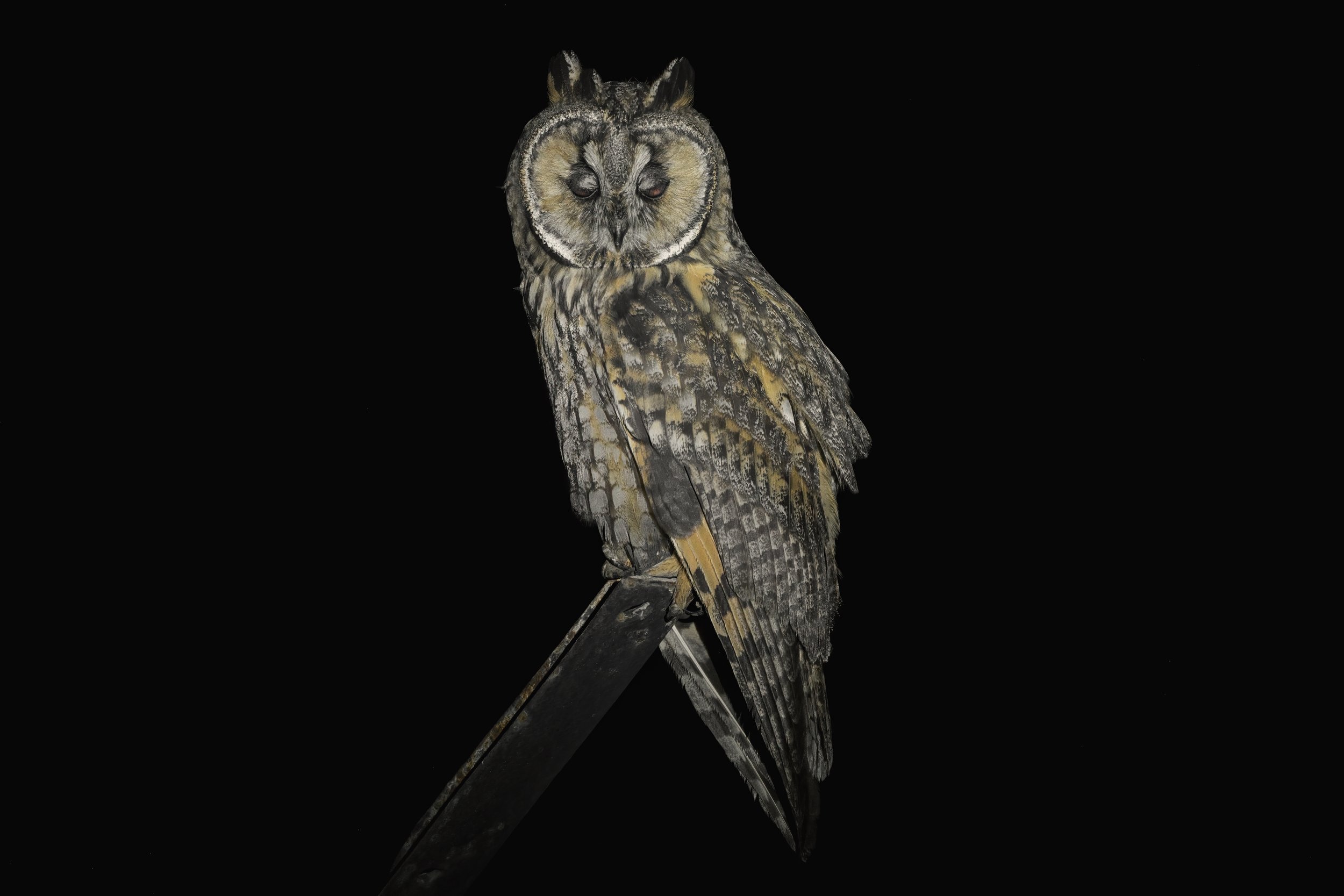 Long-eared Owl lebanon