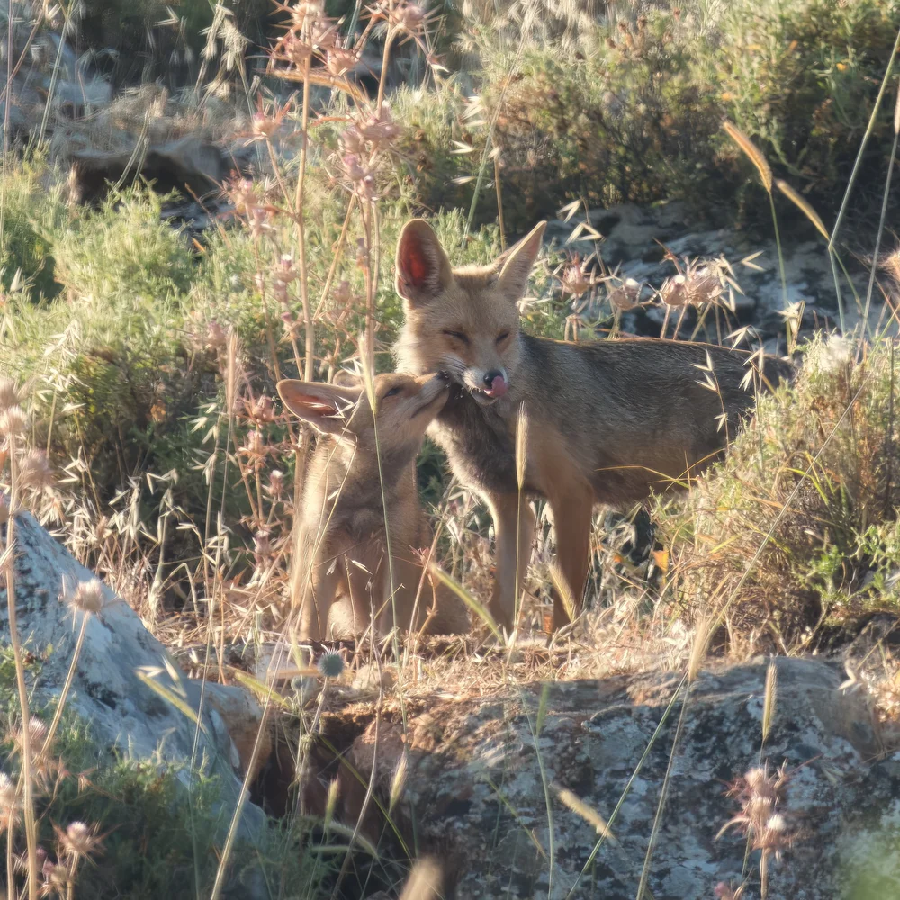 Red Fox (Vulpes vulpes)