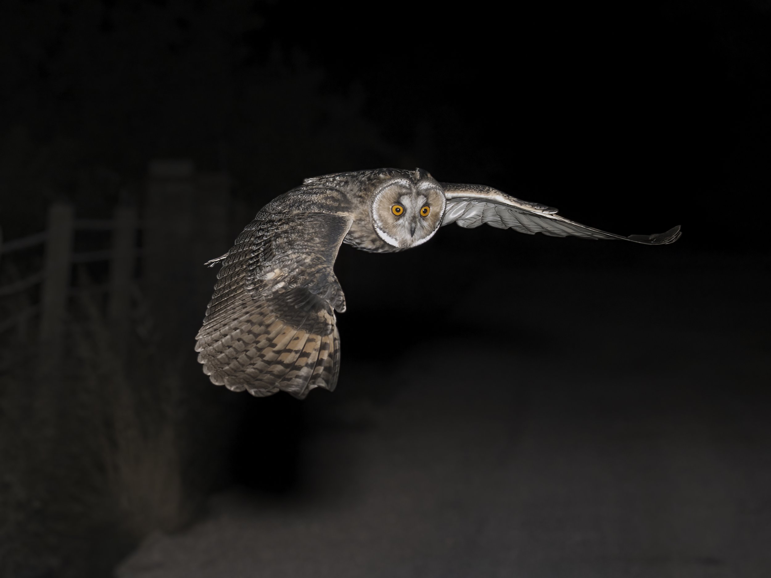 Owls Lebanon