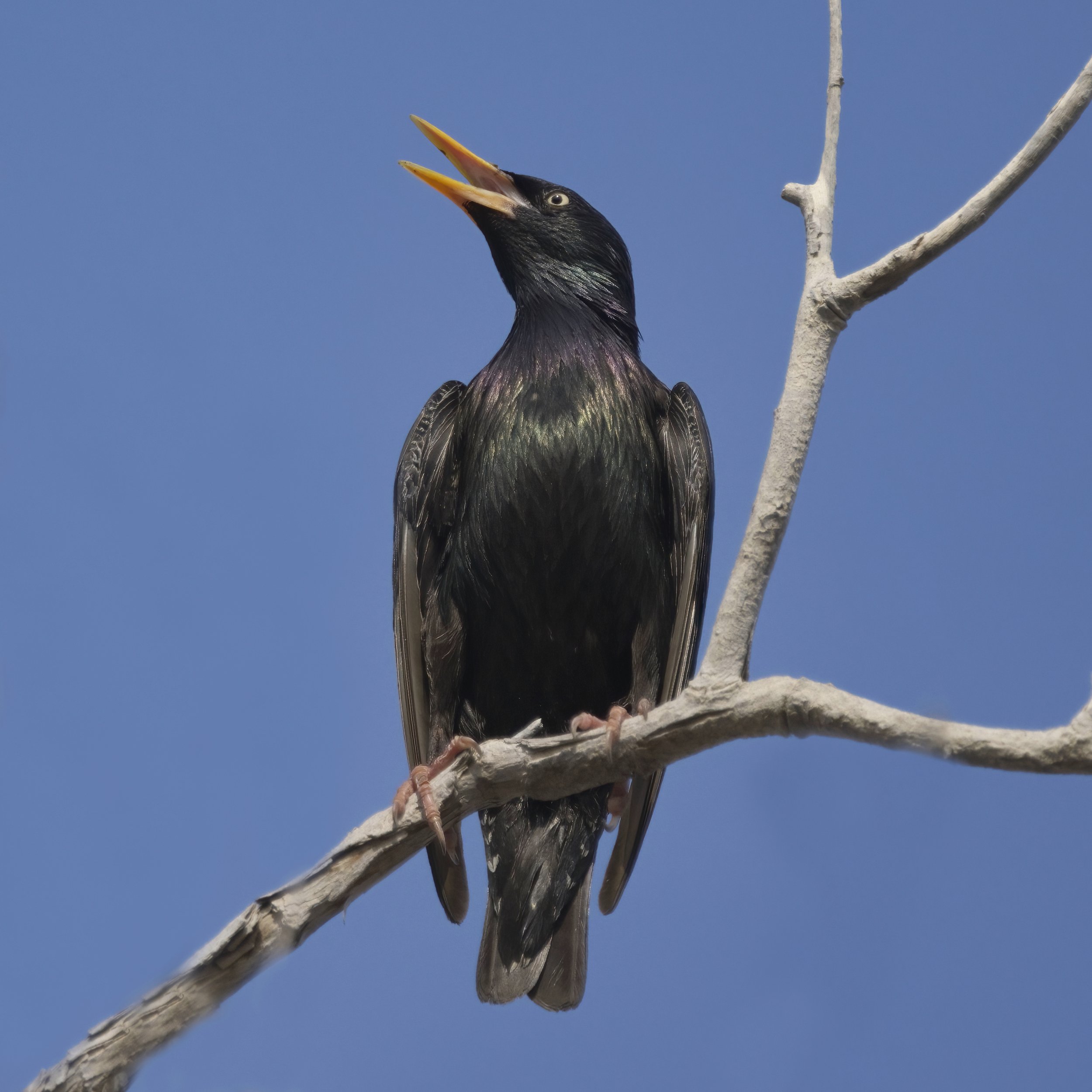 Common Starling / Sturnus vulgaris