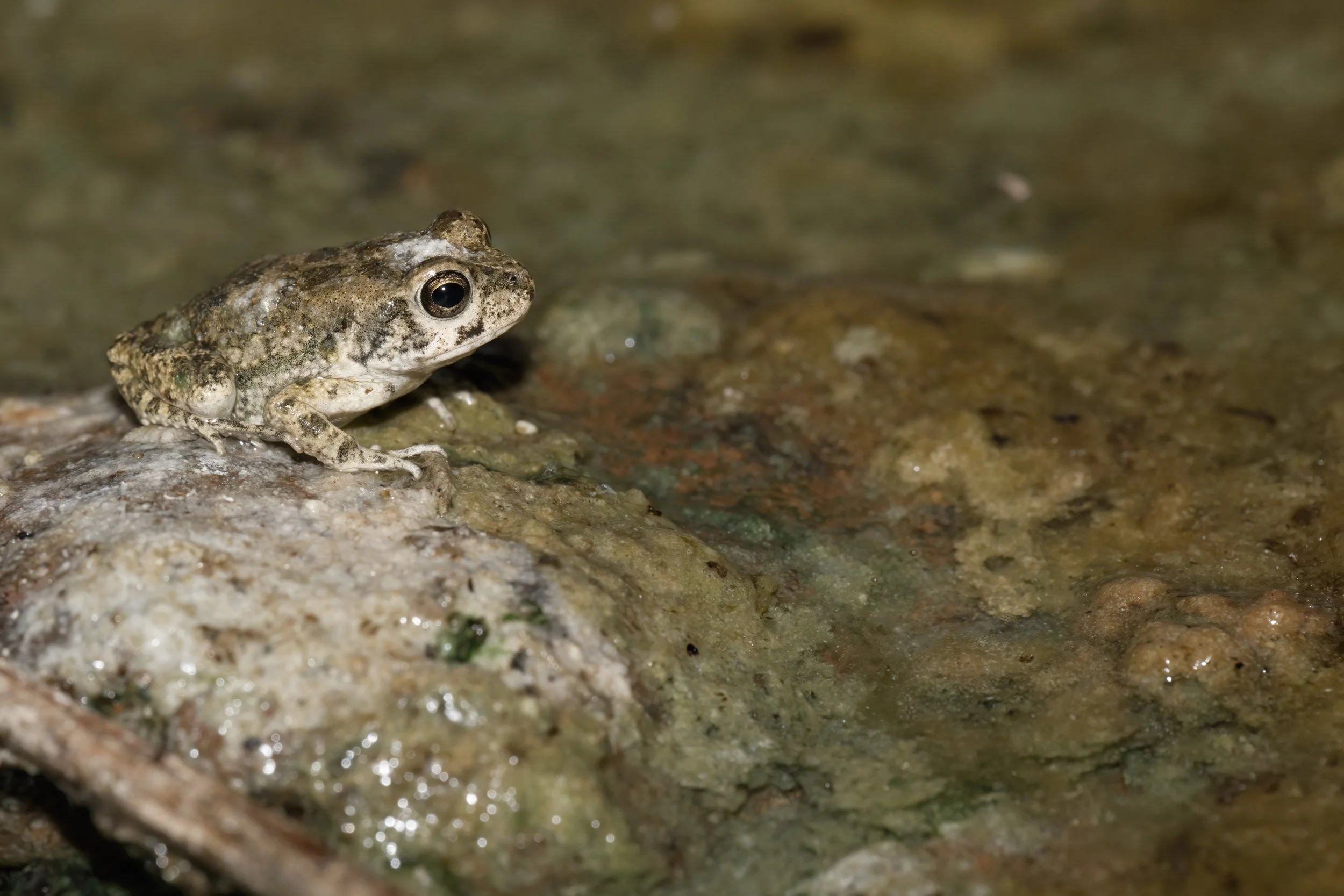 Arabian Toad_Z091623.jpeg