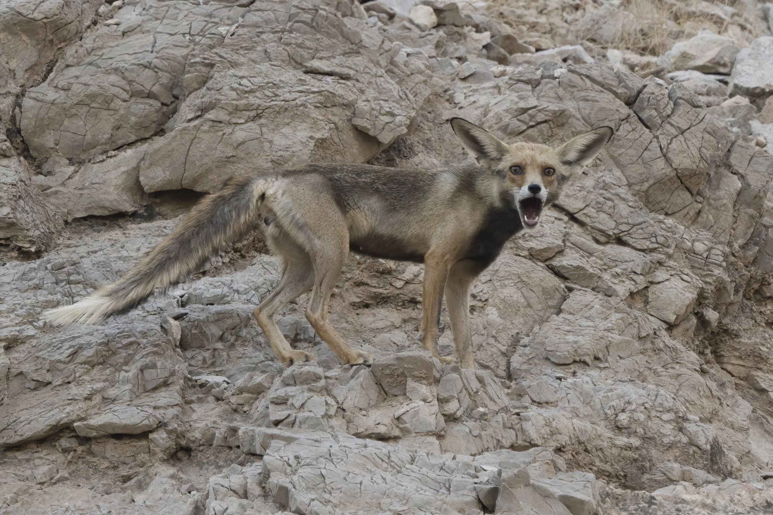 Arabian Red Fox photographed at night in a desert landscape in the UAE.