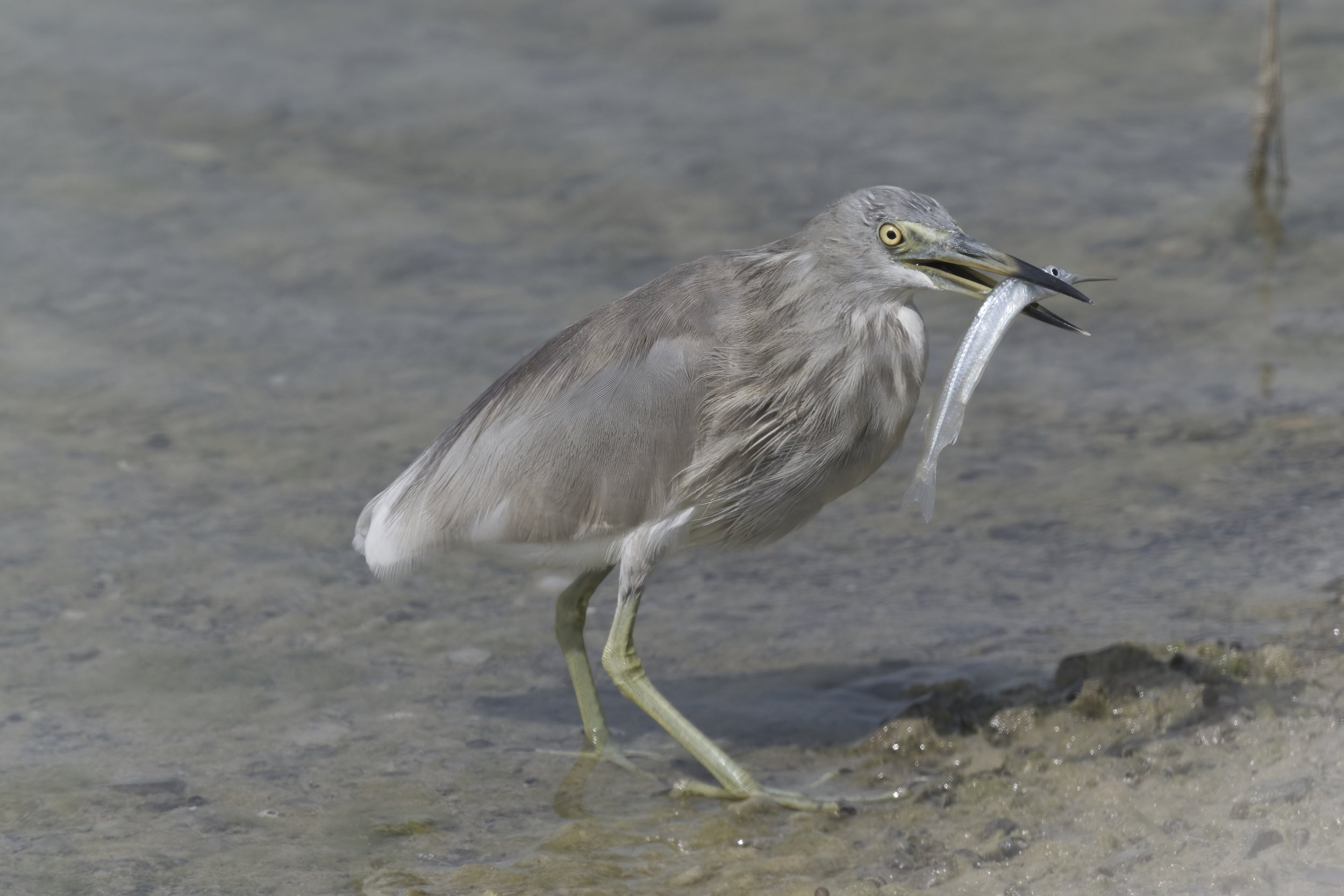 Indian Pond Heron - United Arab Emirates UAE