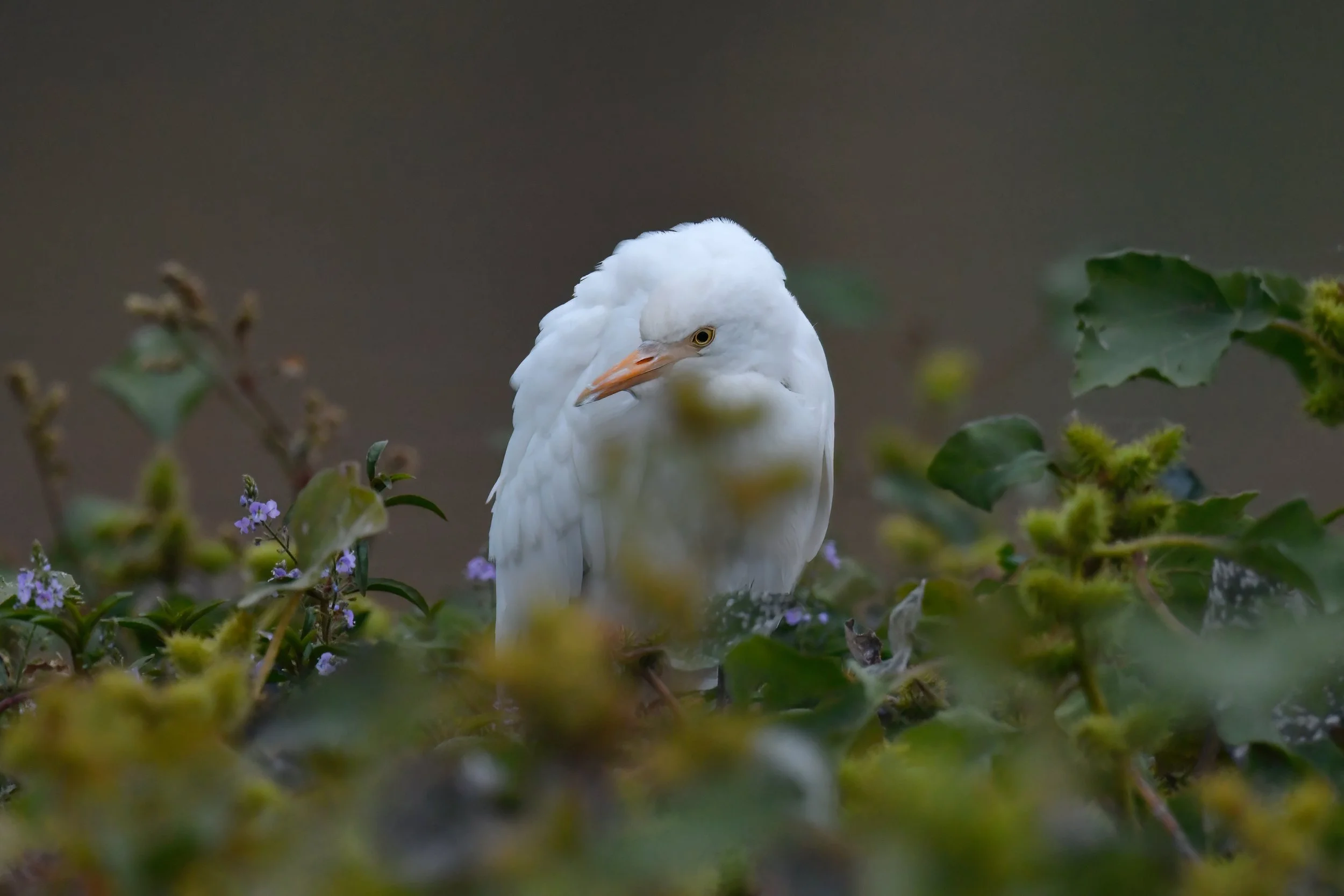 بلشون الماشية ، أبو قردان