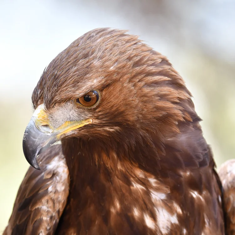 Bird of prey on migration in Lebanon