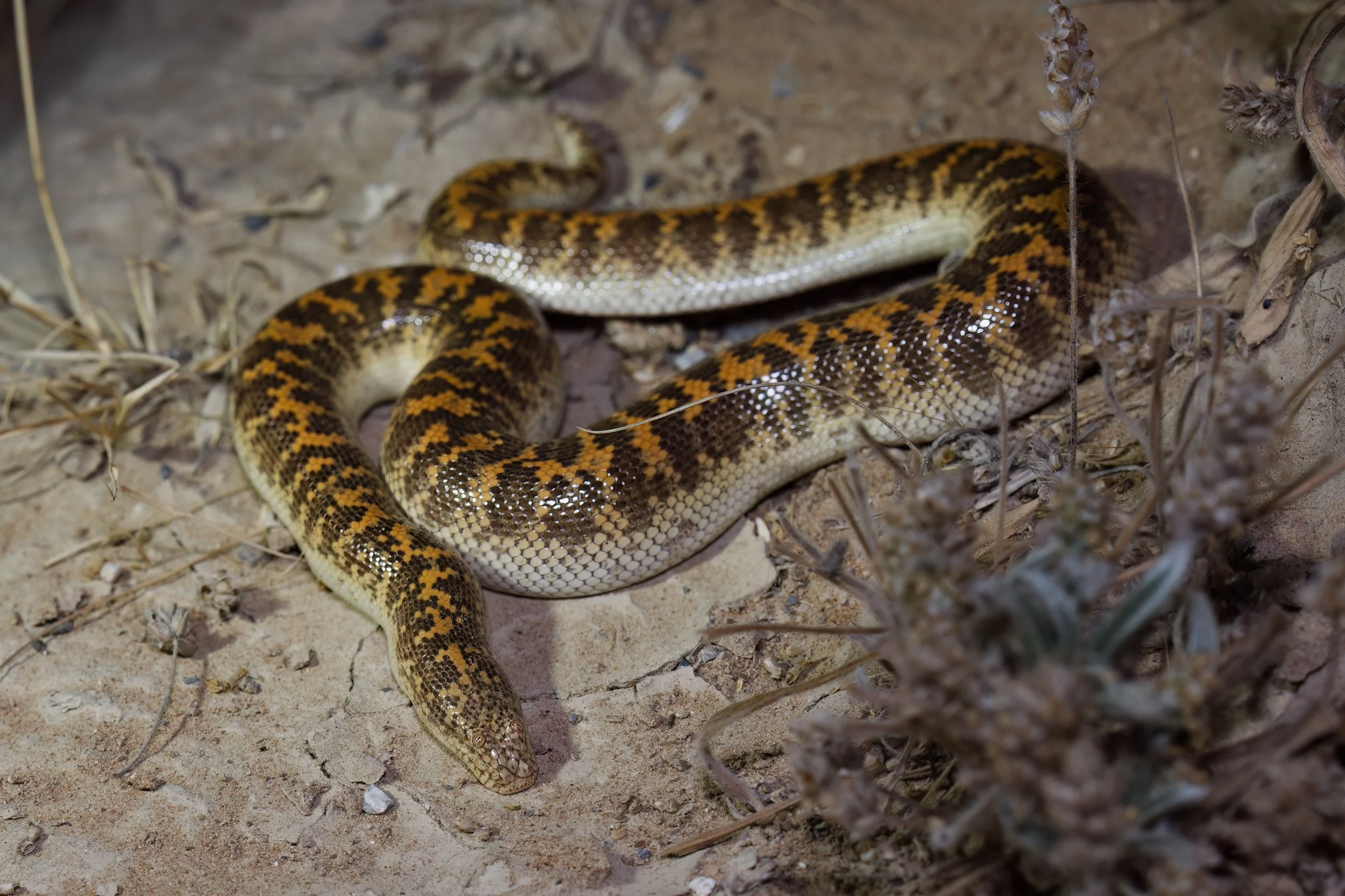 Arabian Sand Boa (Eryx jayakari)