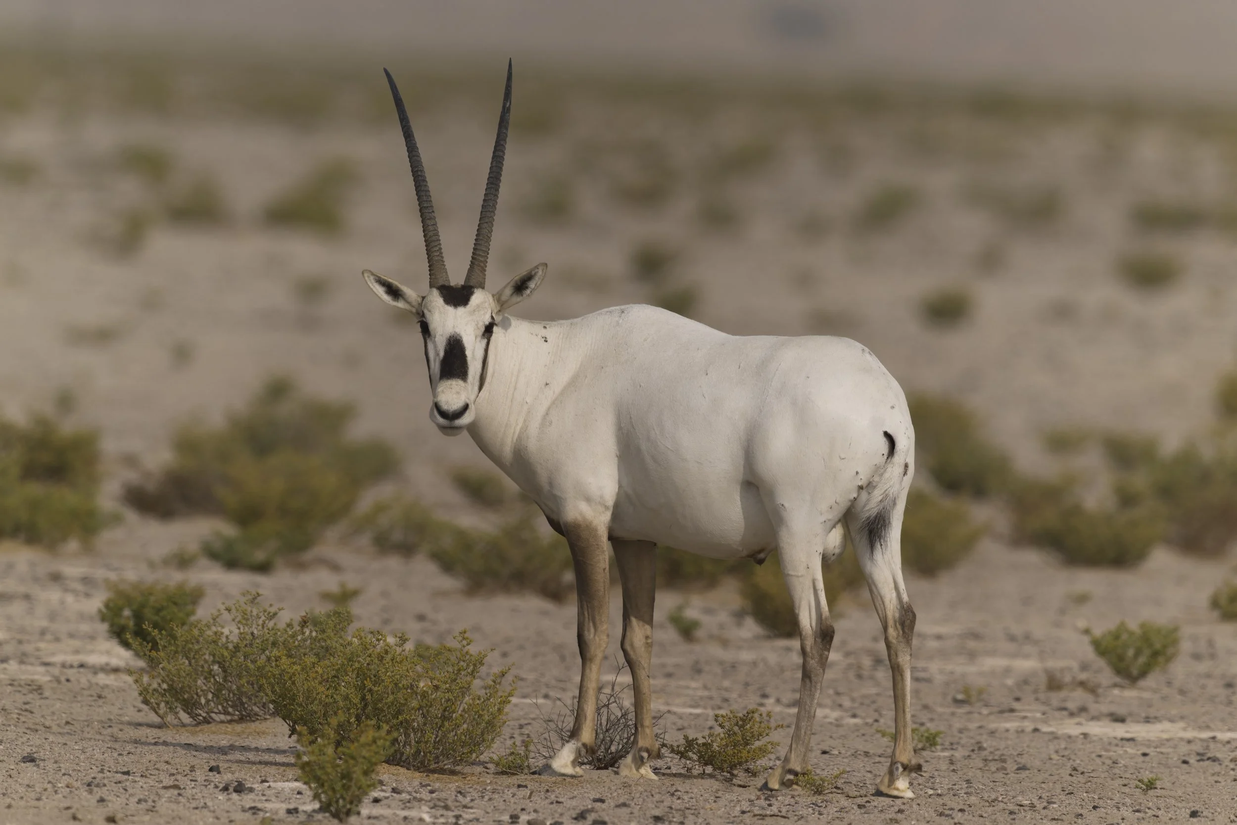 Arabian Oryx (Oryx leucoryx)