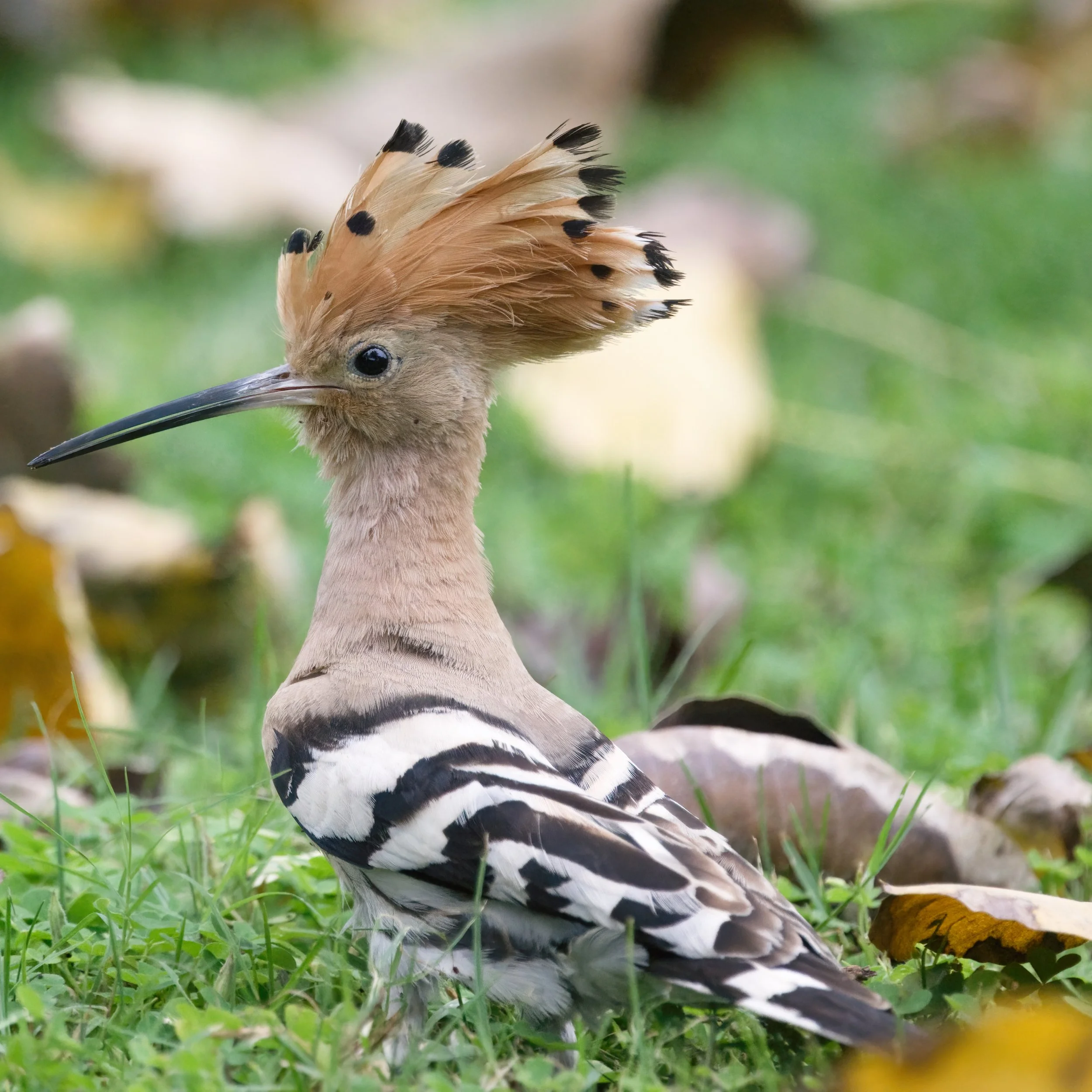 Eurasian Hoopoe (هدهد أوراسي)