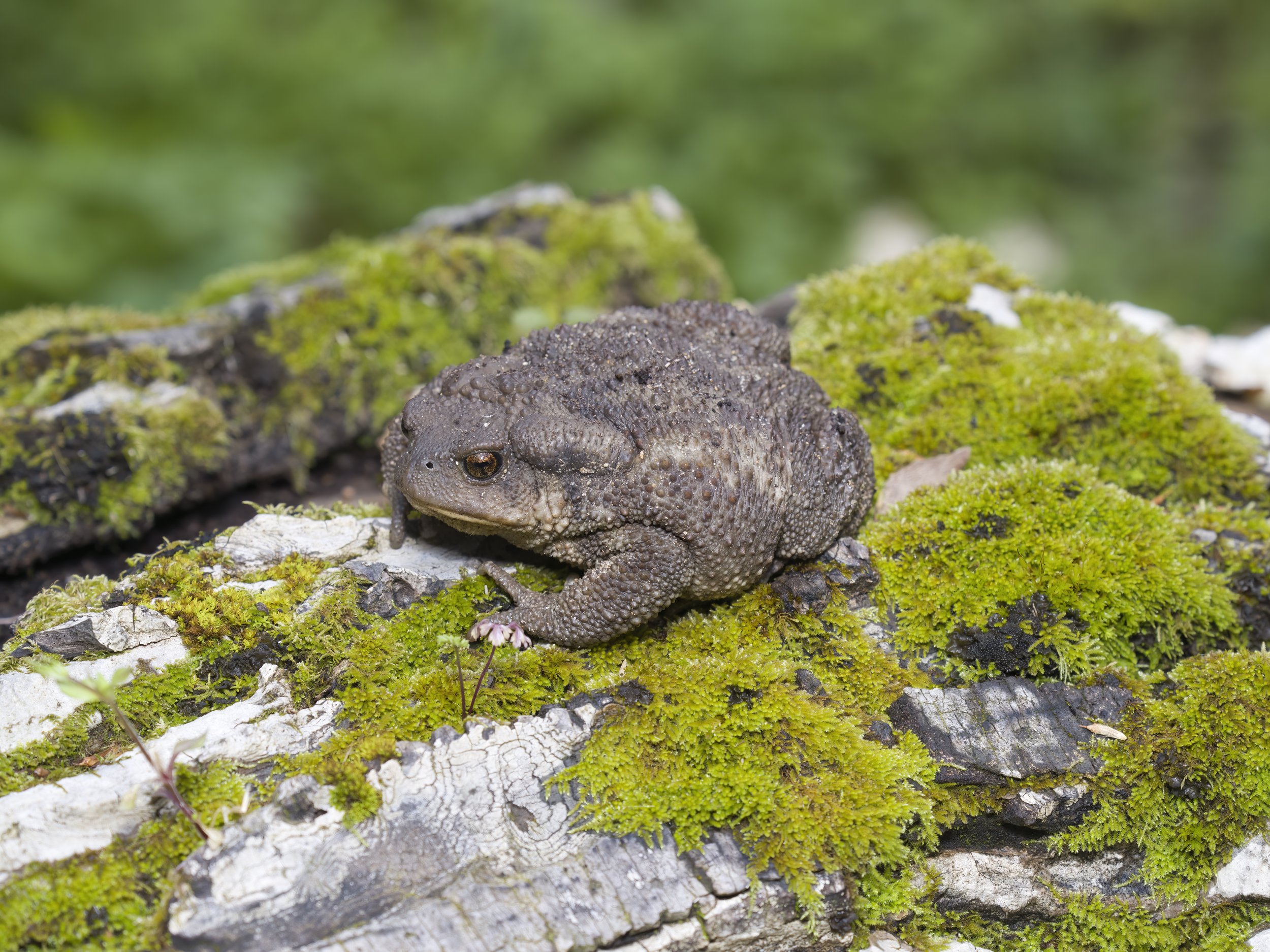 Toads Lebanon