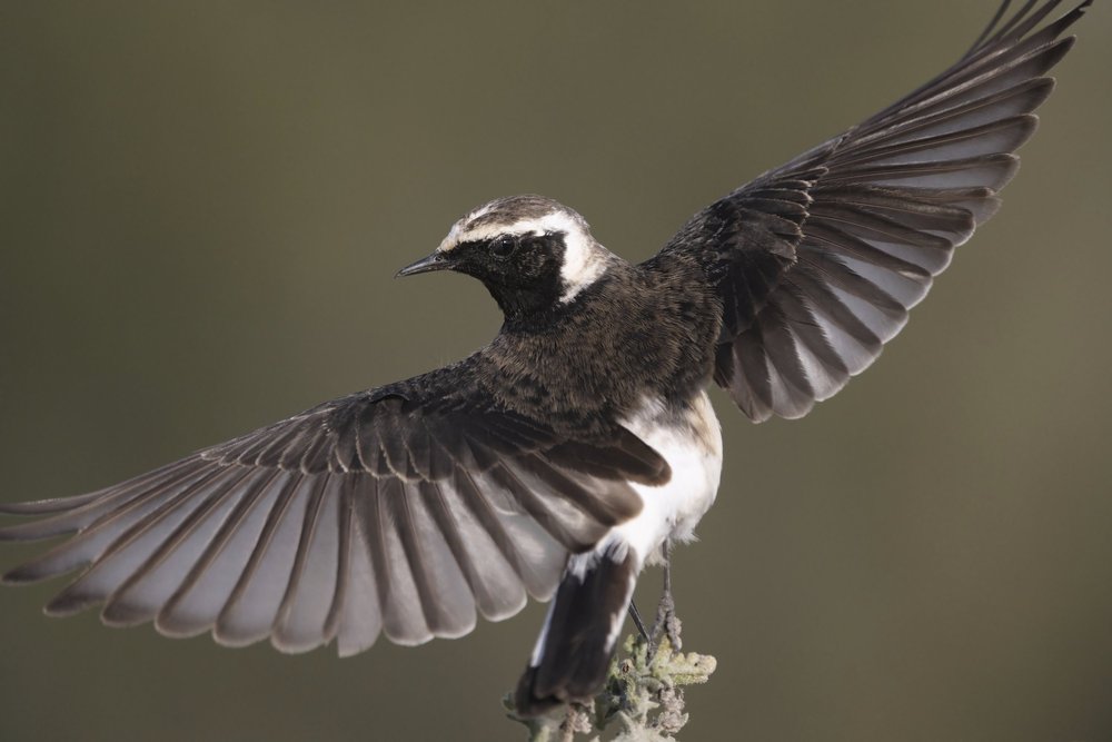 Pied Wheatear in flight, UAE
