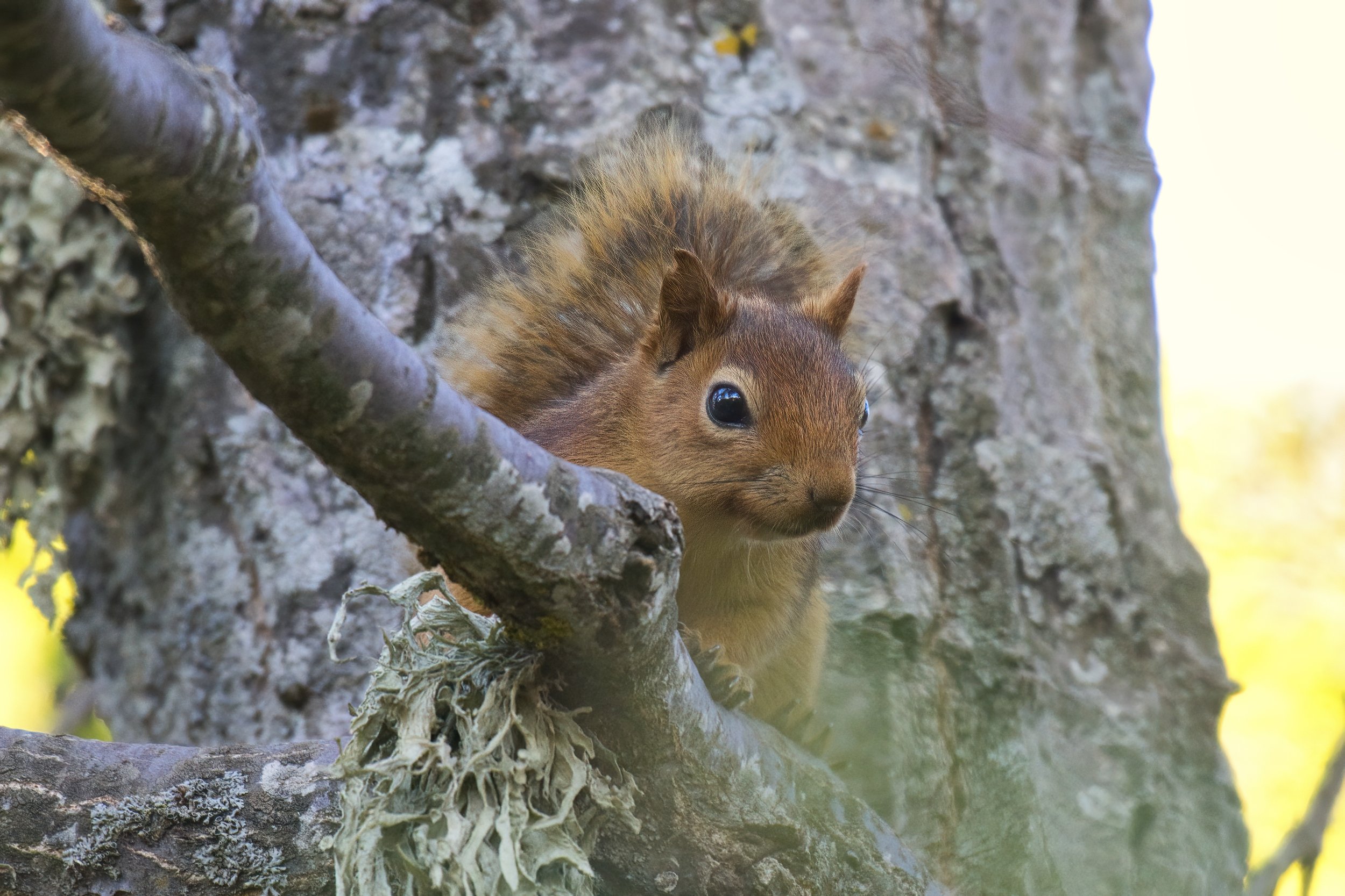 Squirrels Lebanon