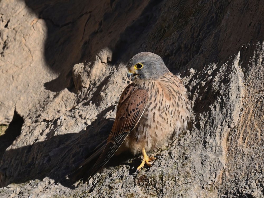 Eurasian Kestrel — Eurasian Kestrel Closeups