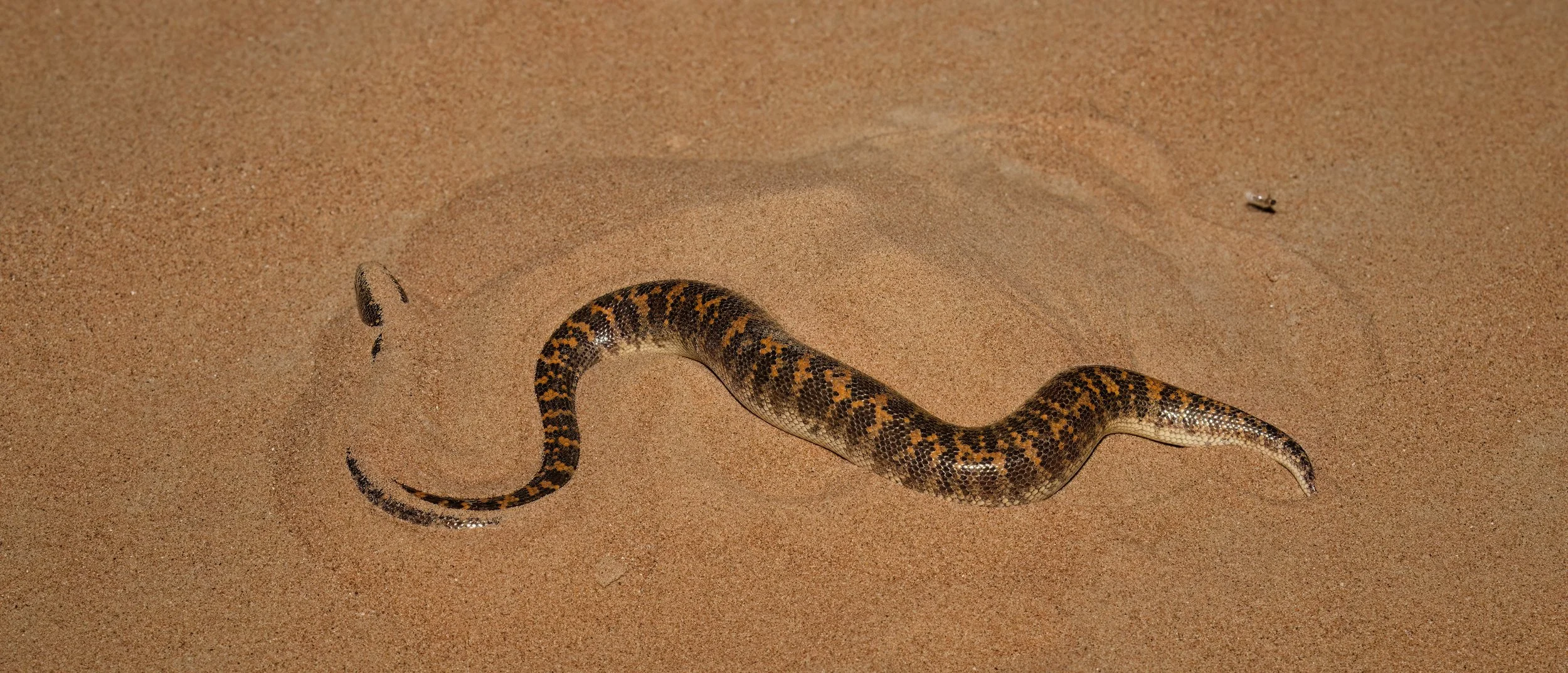 A snake with a patterned brown, black, and yellow body slithering on sandy ground.