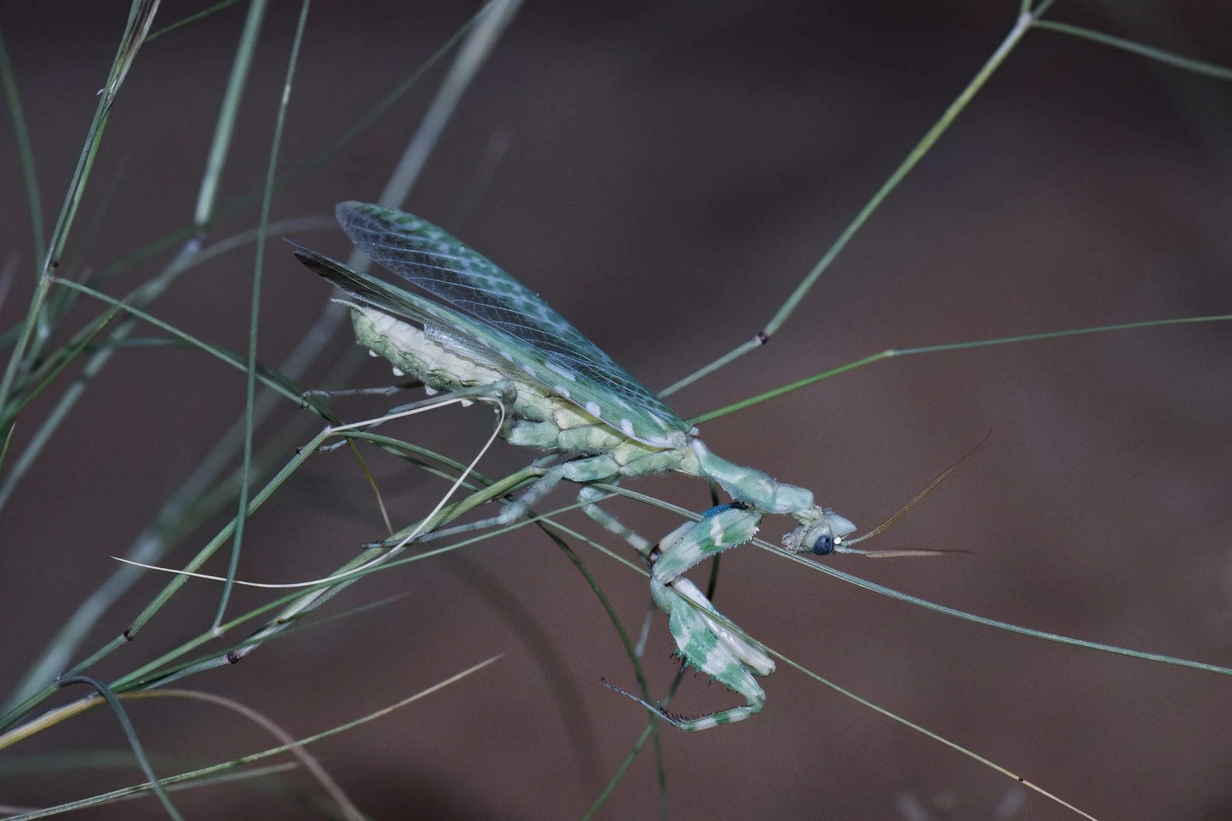 Thistle Mantis \  Blepharopsis mendica 