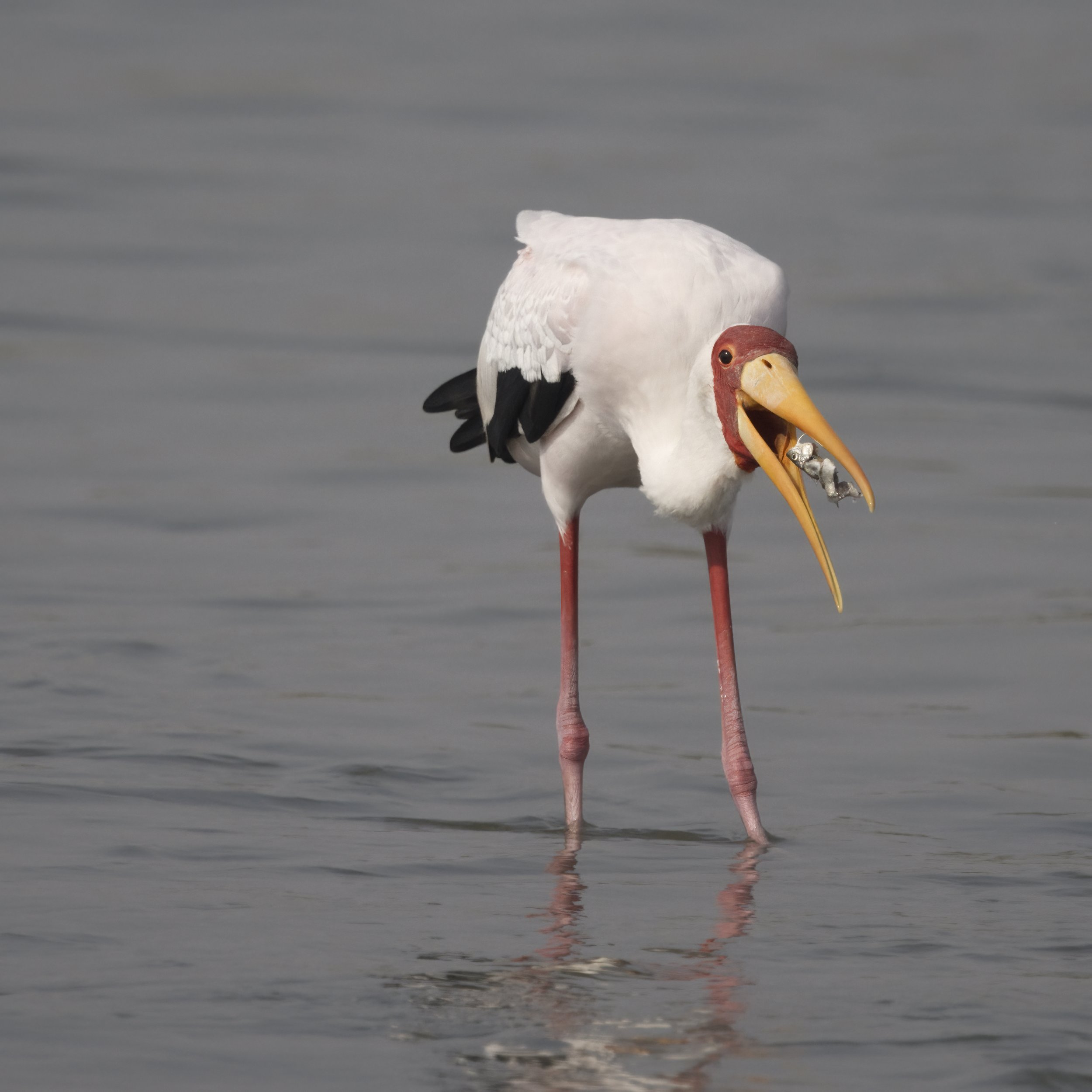 Ras Al Khor Wildlife Sanctuary