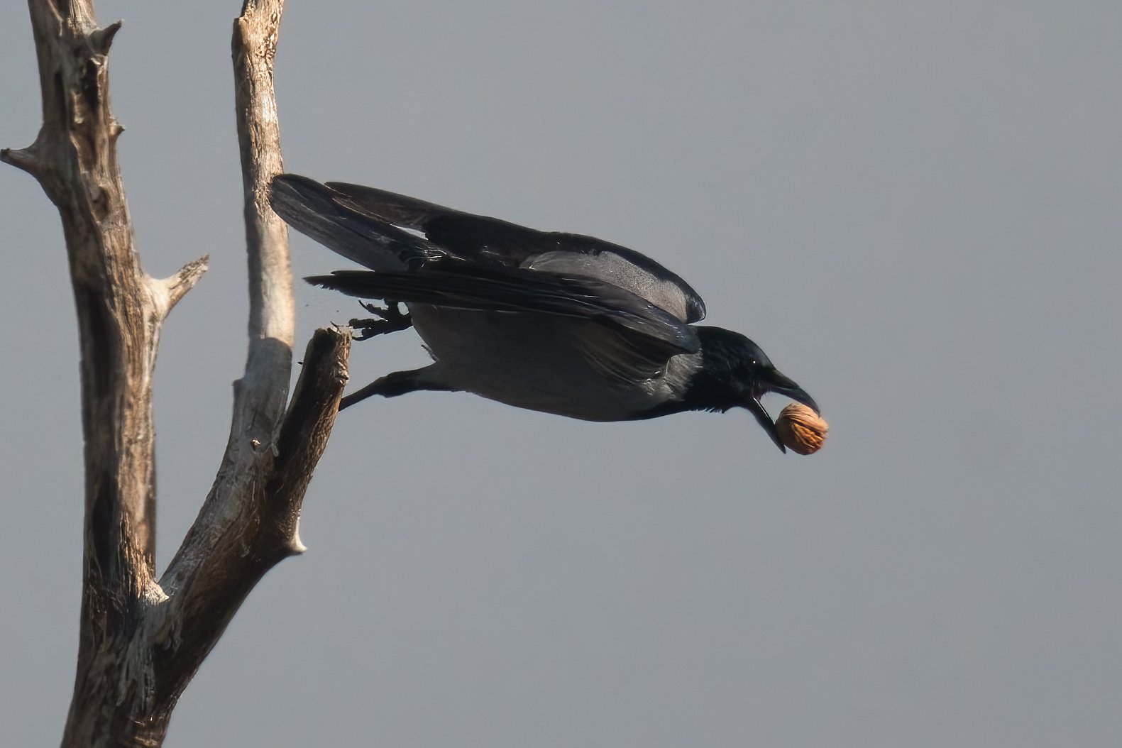 Bird eating