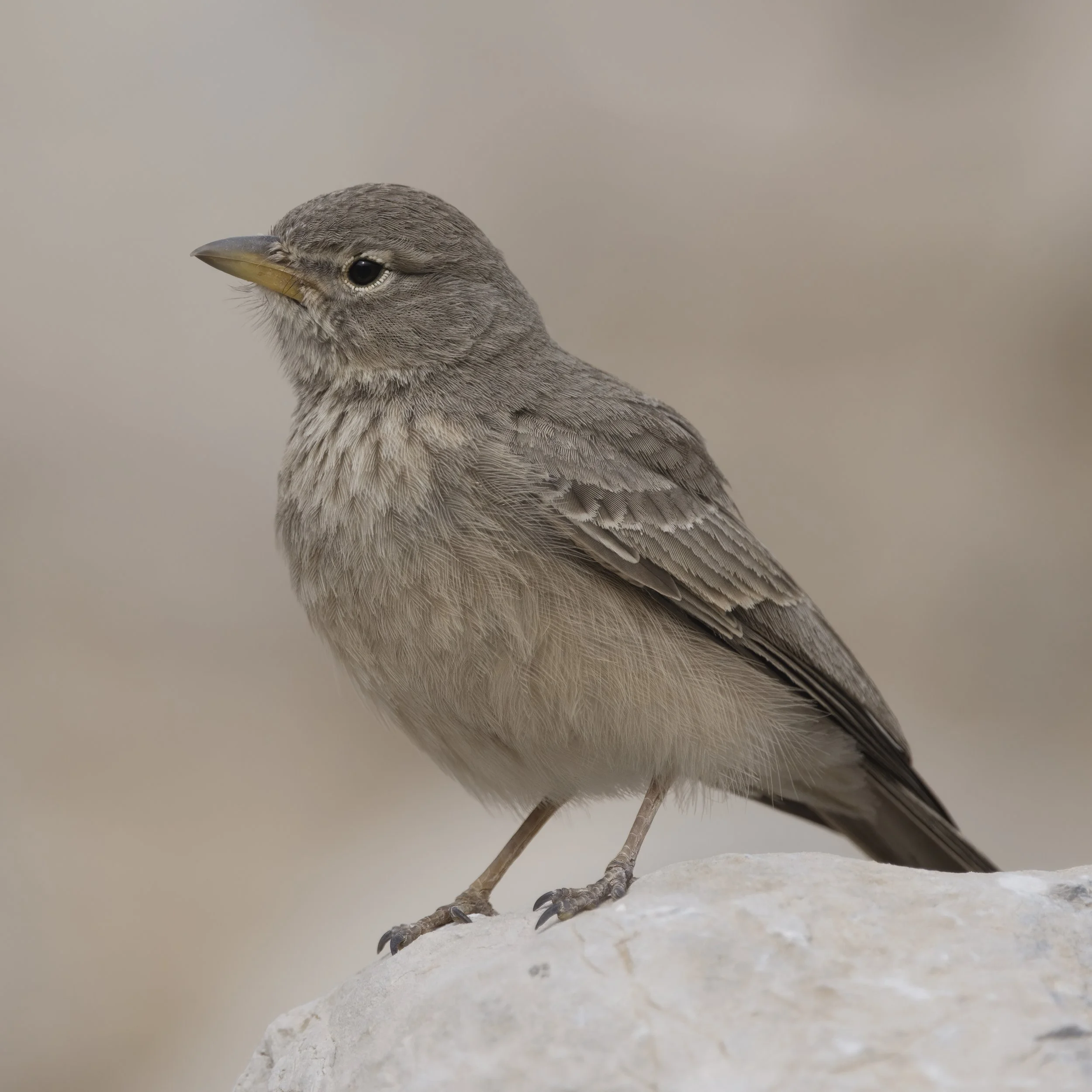 Desert Lark (Ammomanes deserti)