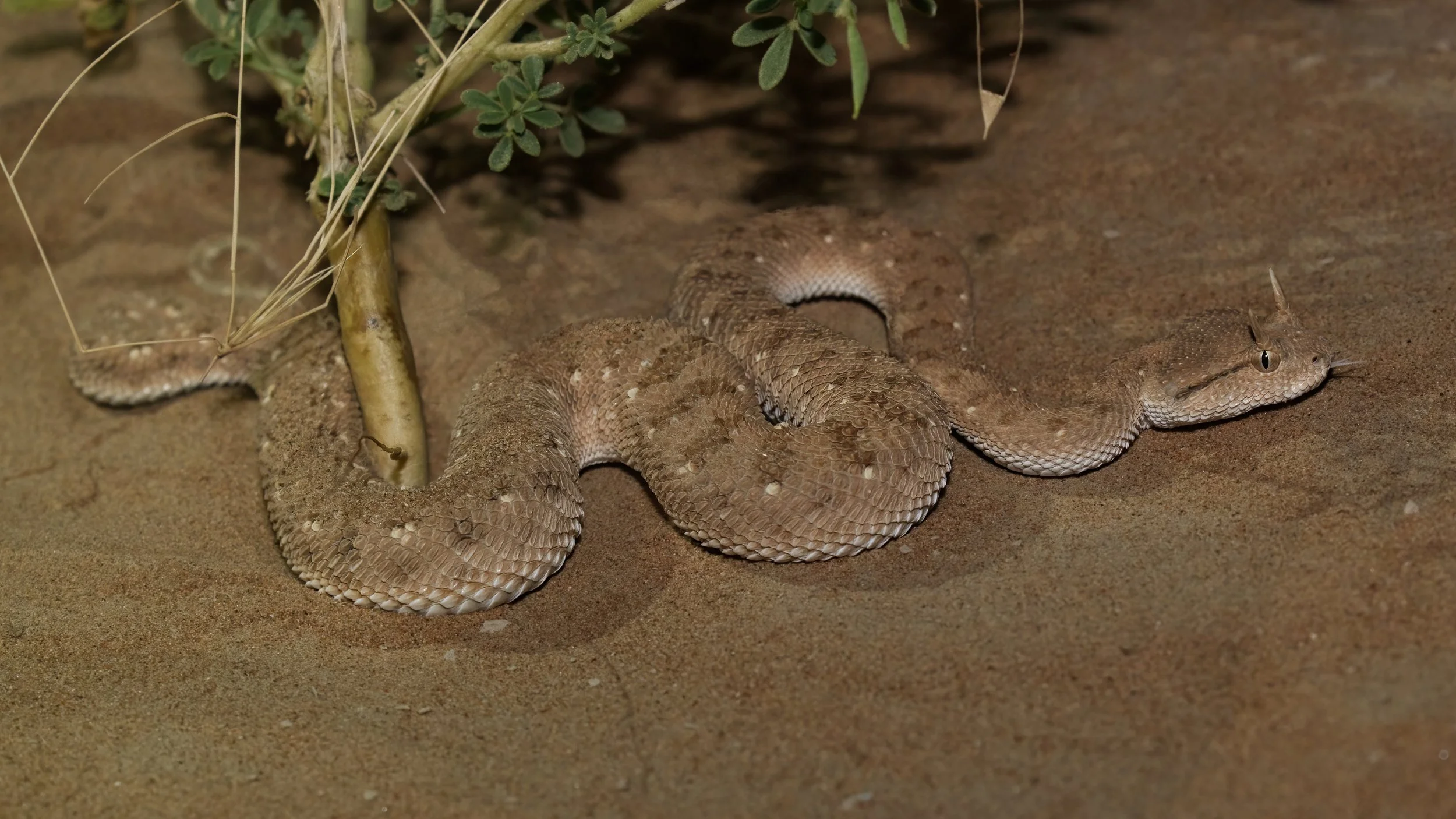 Arabian Horned Viper_Z090545.jpeg