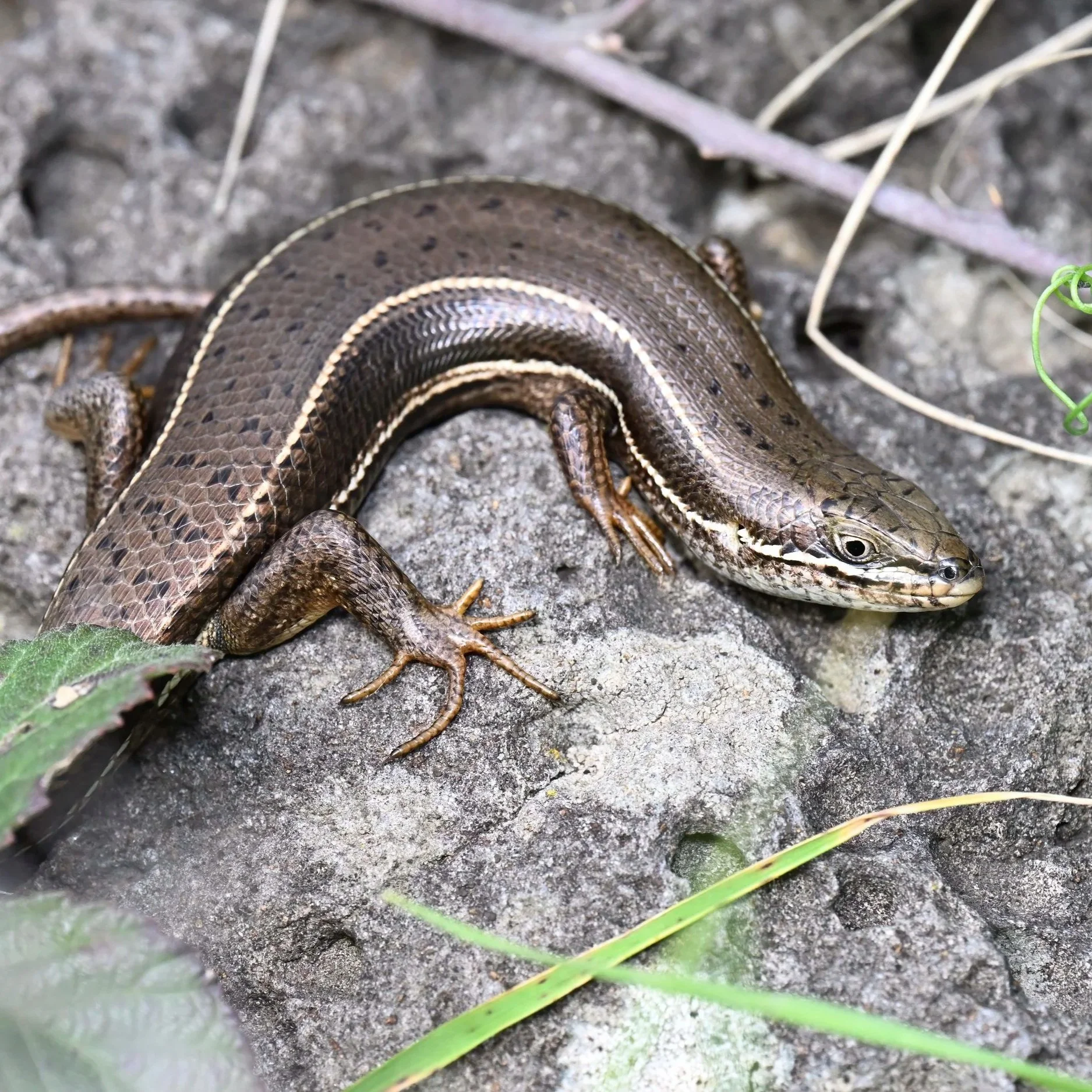 Bridled Skink \ Heremites vittatus