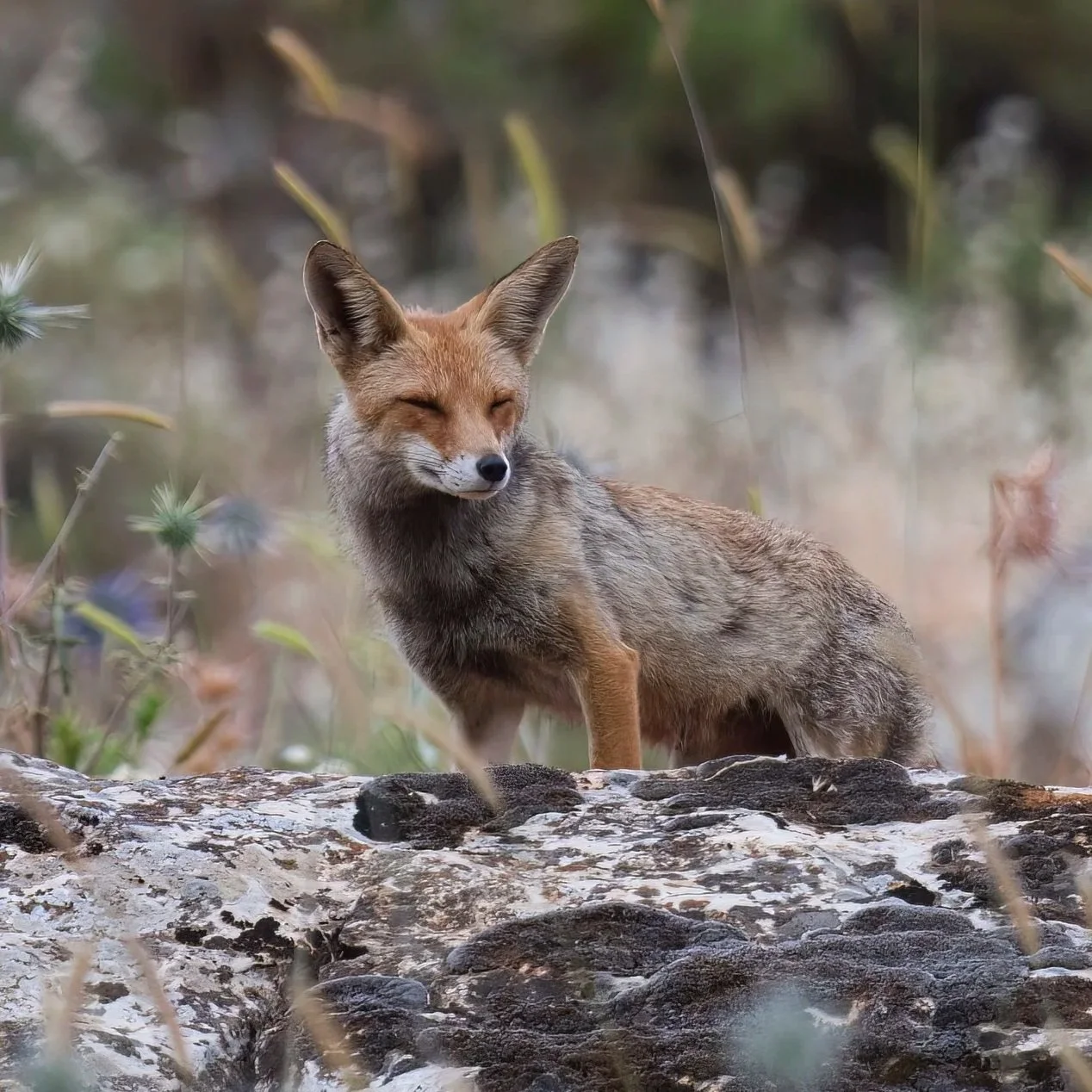 Palestinian Fox Arabian Red fox | الثعلب الأحمر العربي | Vulpes vulpes arabica ...