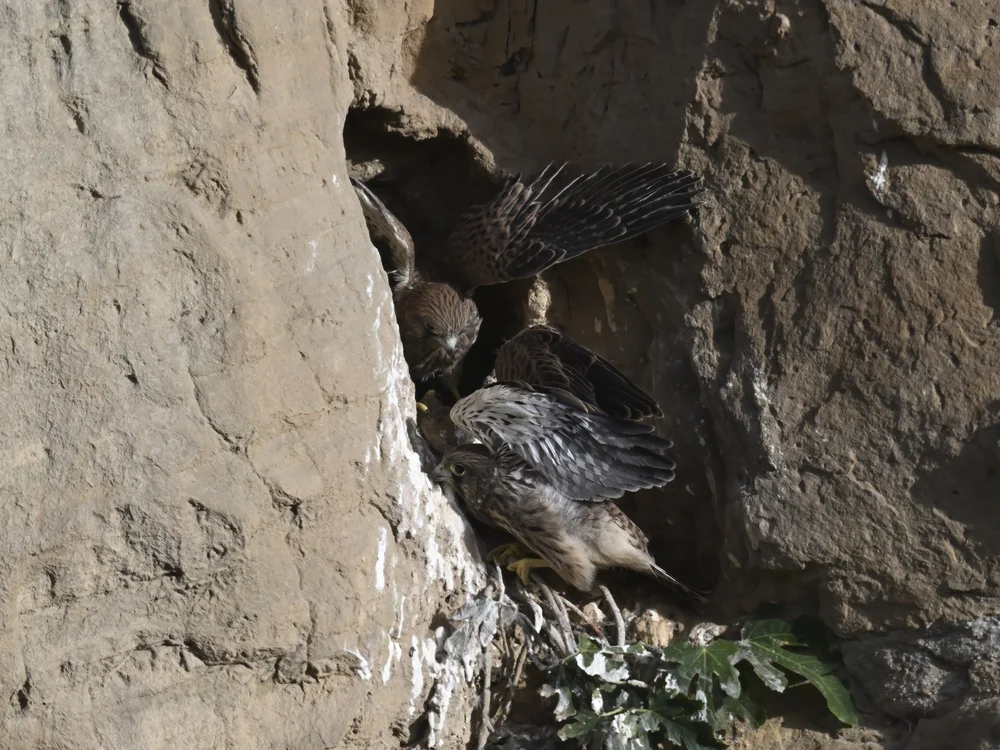 Eurasian Kestrel — Wings Testing