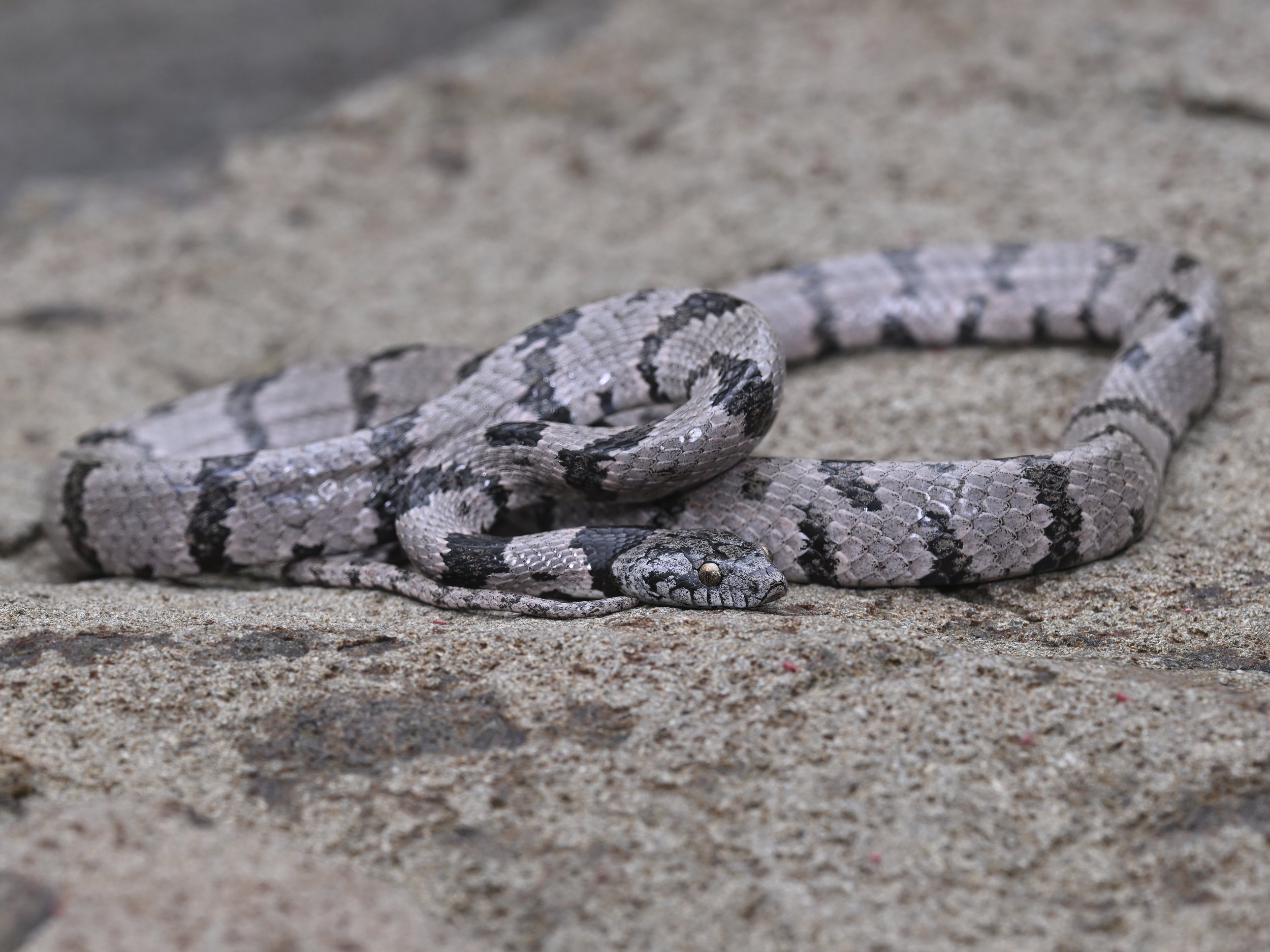Mediterranean Cat Snake (Telescopus fallax syriacus)