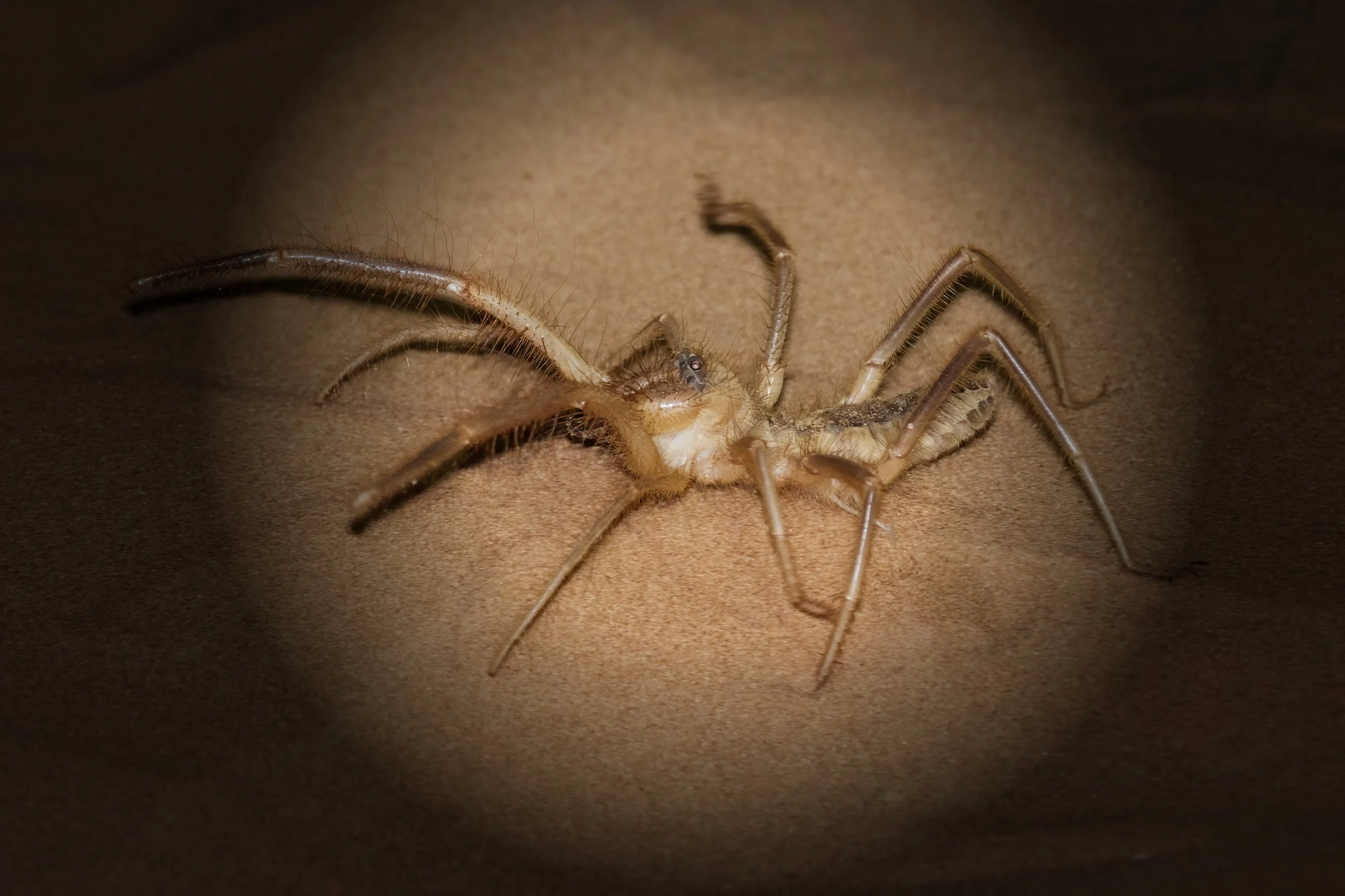 Camel Spider (Galeodes arabs)