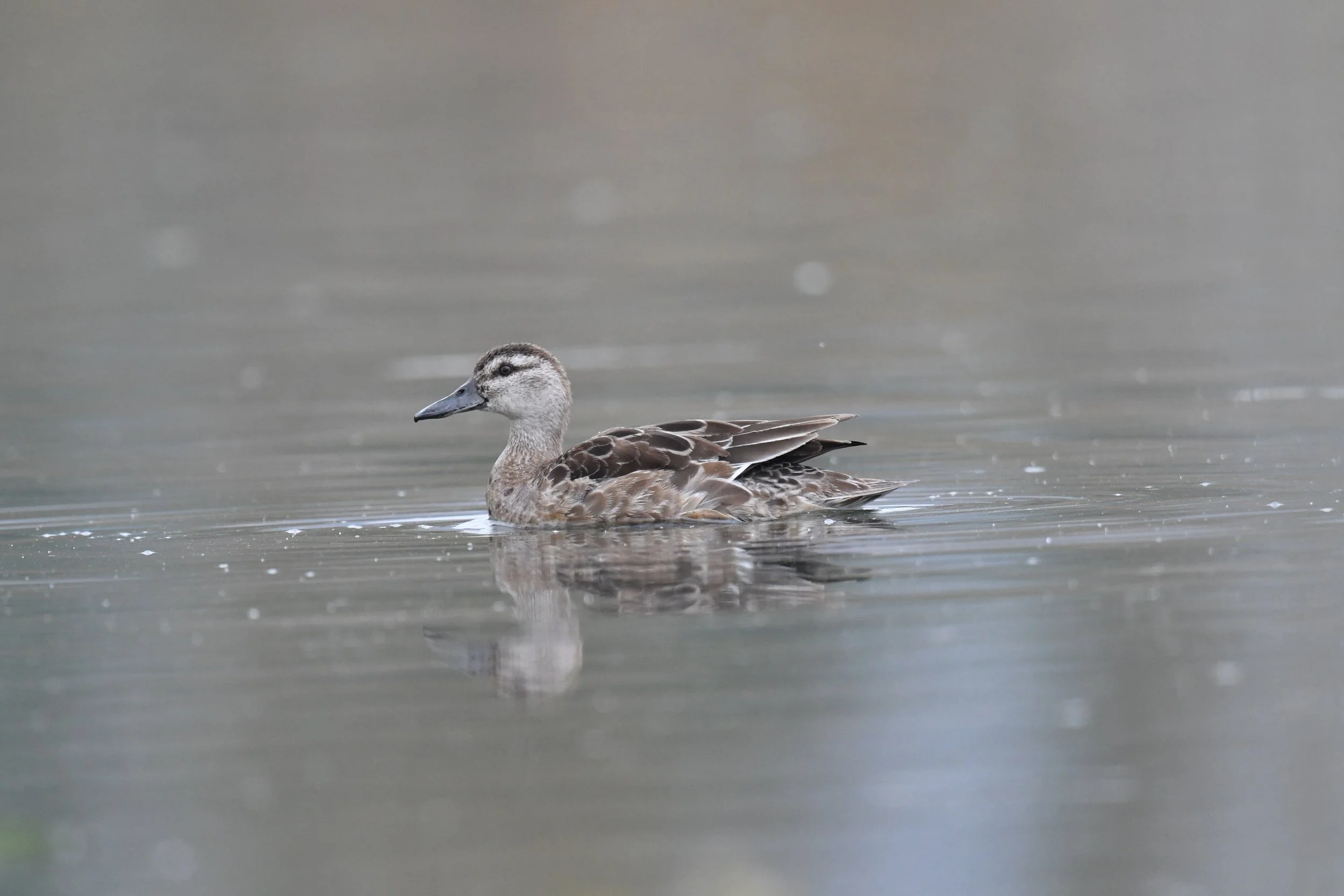 Garganey D54_7756.jpeg
