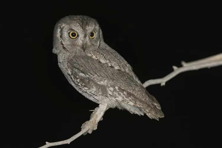 Pallid Scops-owl - United Arab Emirates