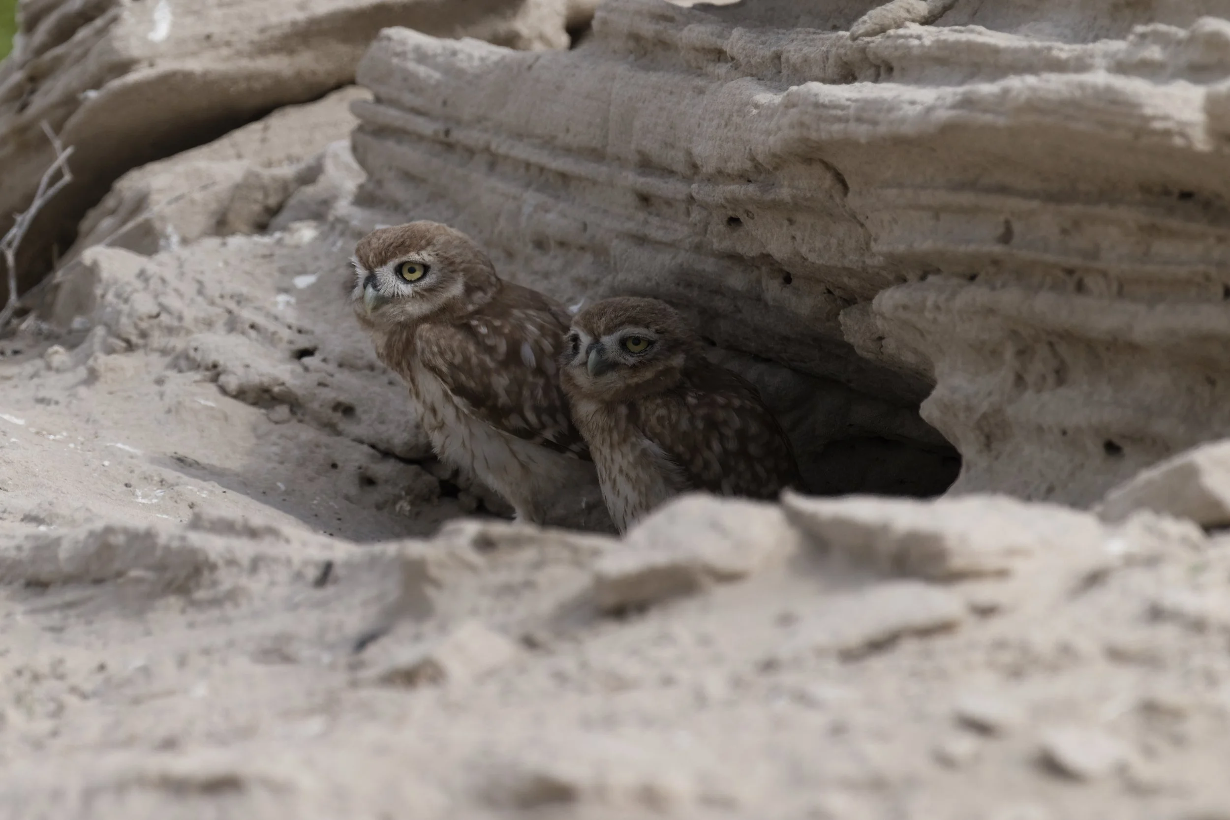 _Z093879 Little Owl.jpeg