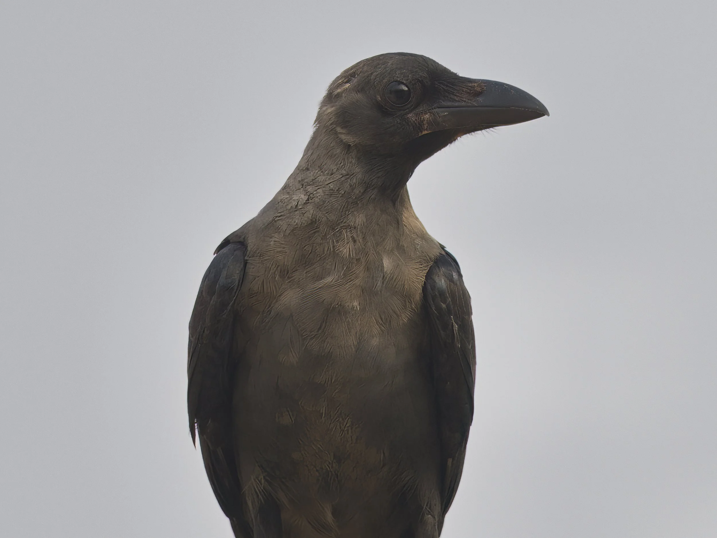 House Crow (Corvus splendens)