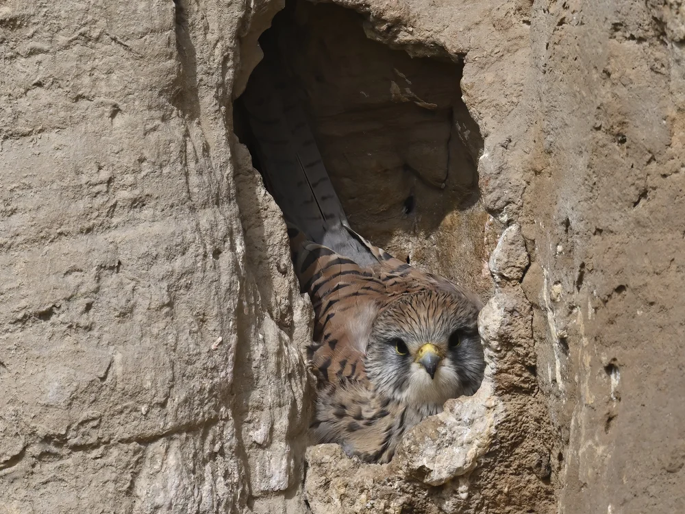 Eurasian Kestrel — Eurasian Kestrel Incubating