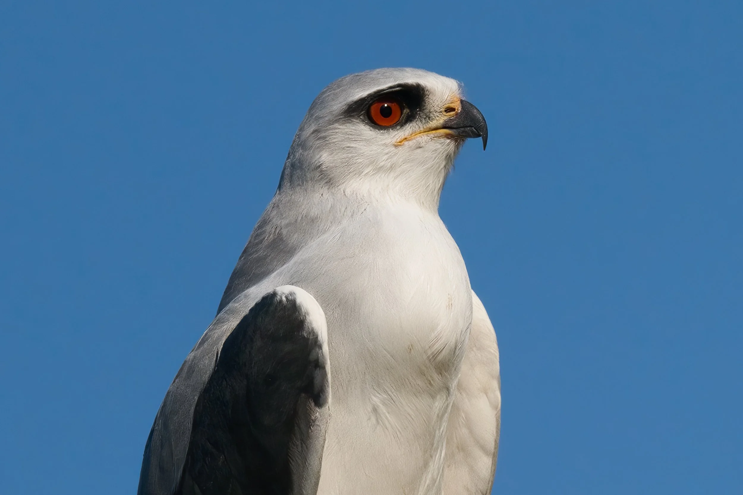 Black-winged Kite (Elanus caeruleus)