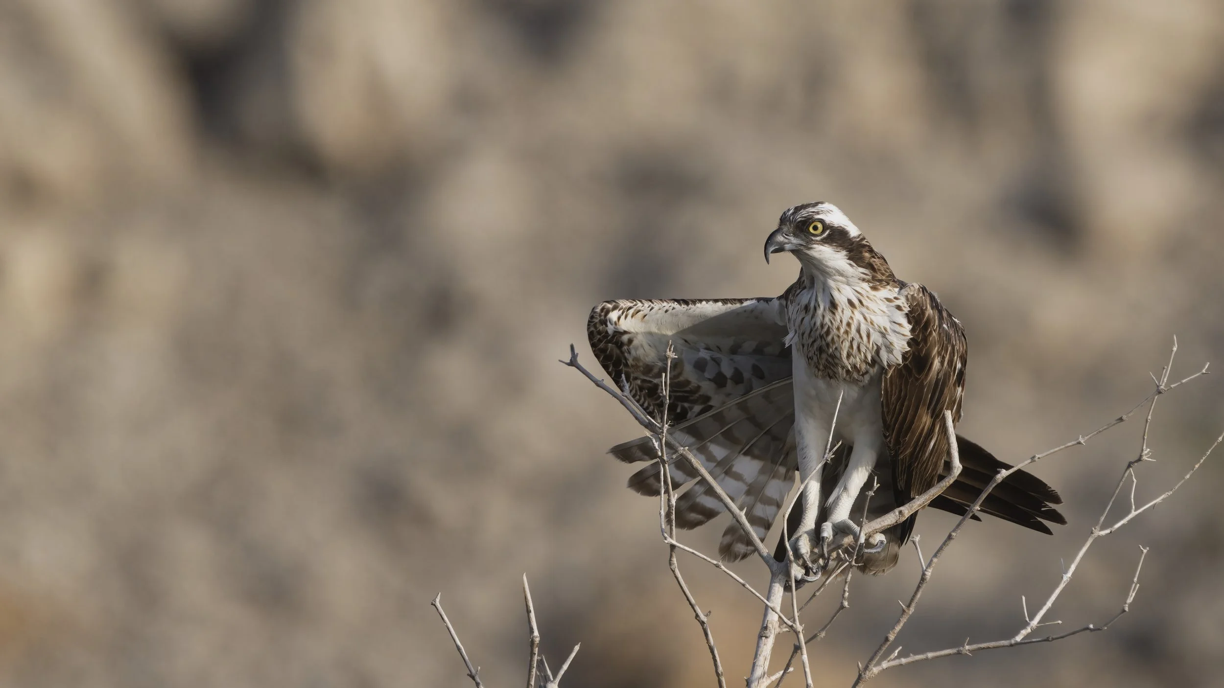 Birds watching trips UAE