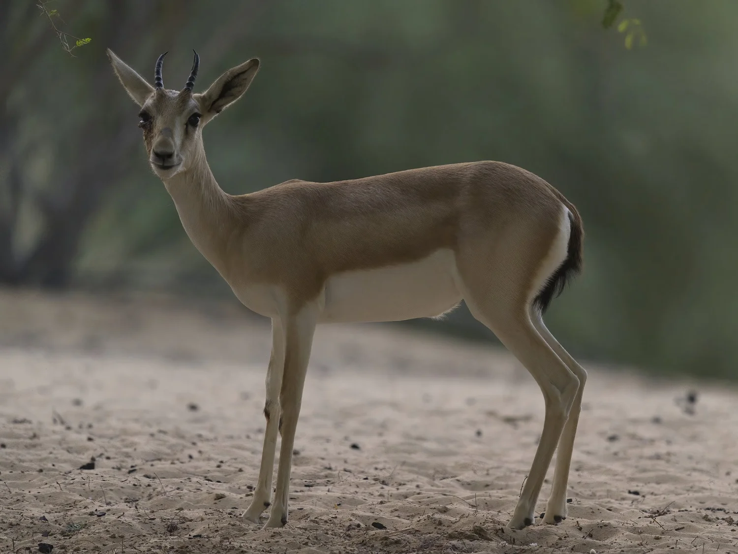Arabian Sand Gazelle | غزال الريم العربي | Gazella marica — Wildlife ...