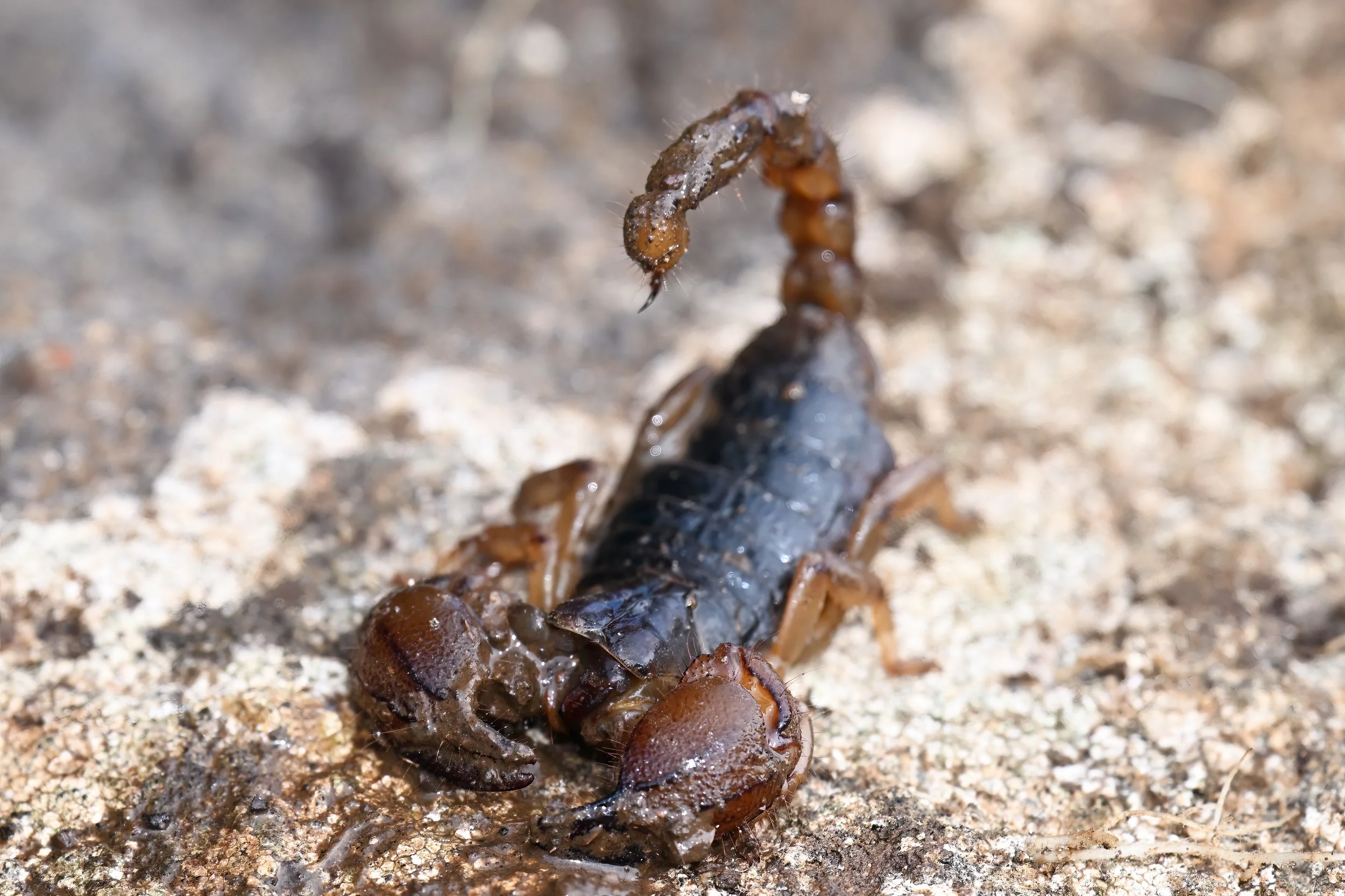 Large-clawed Burrowing Scorpion | عقرب فلسطين | Scorpio maurus