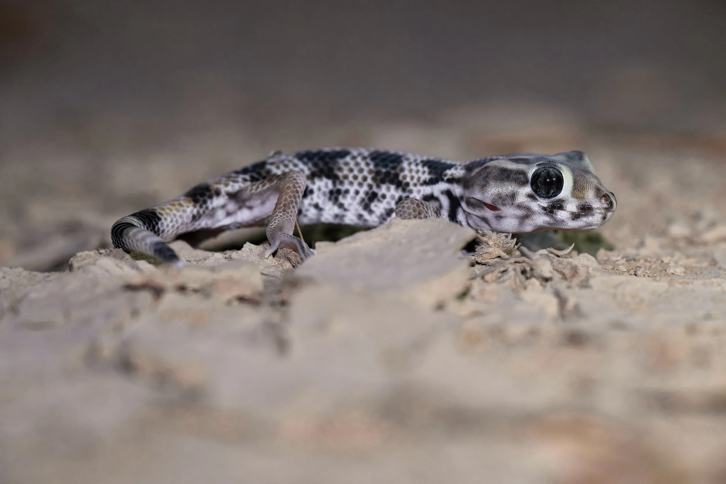 Keyserling's Wonder Gecko \ Teratoscincus keyserlingii