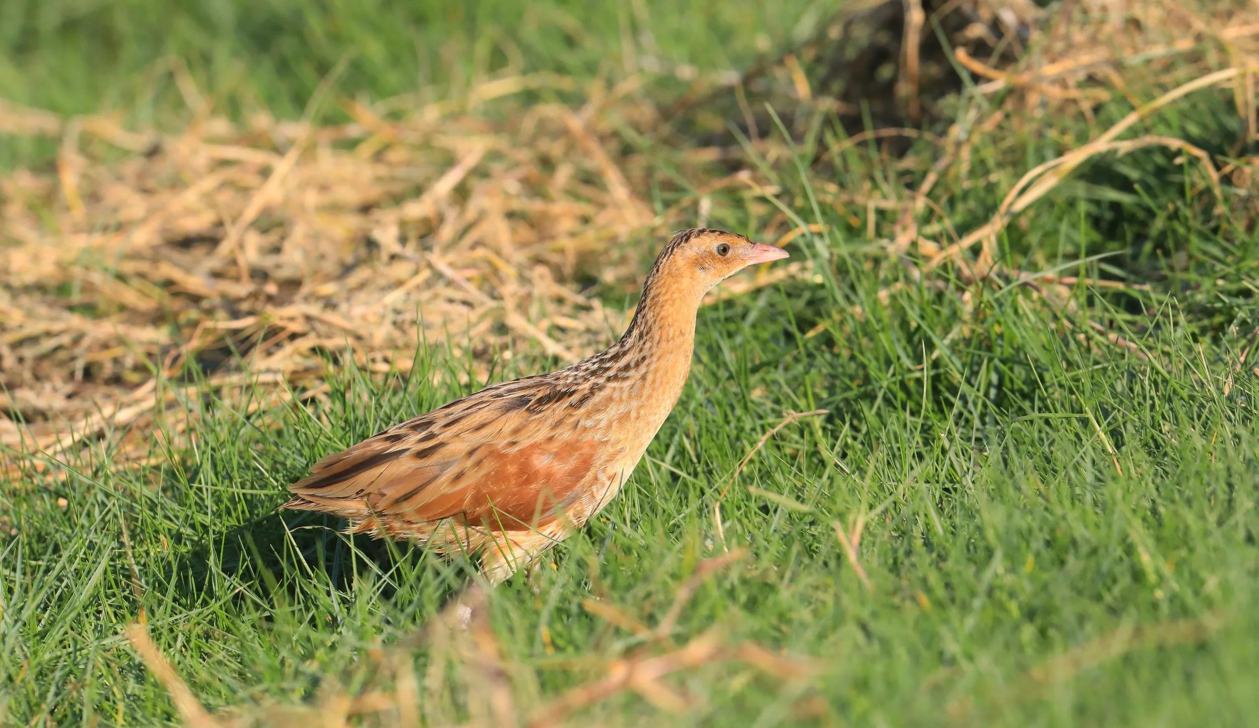 Photo Credit: Paul Kinnock