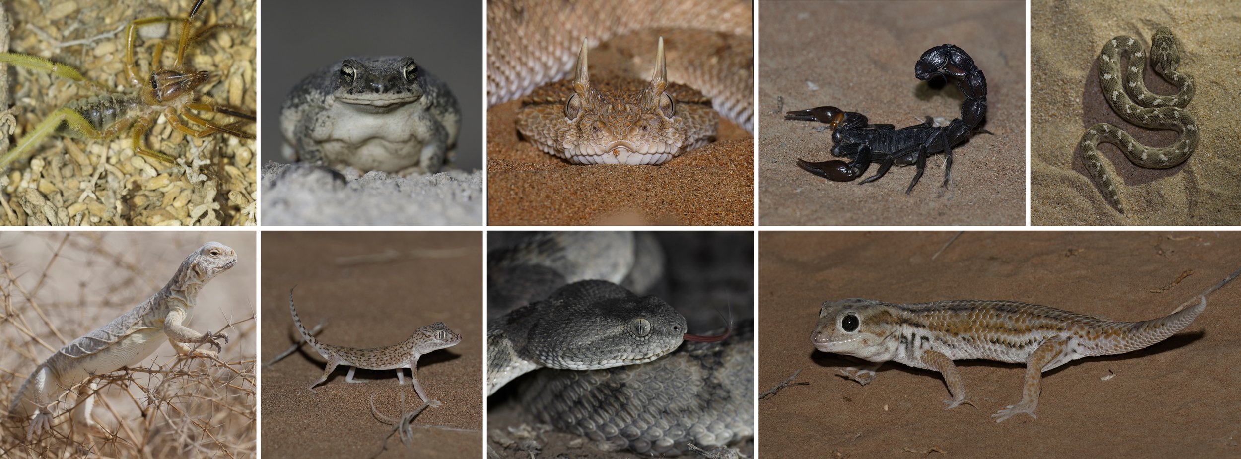 Herping in United Arab Emirates
