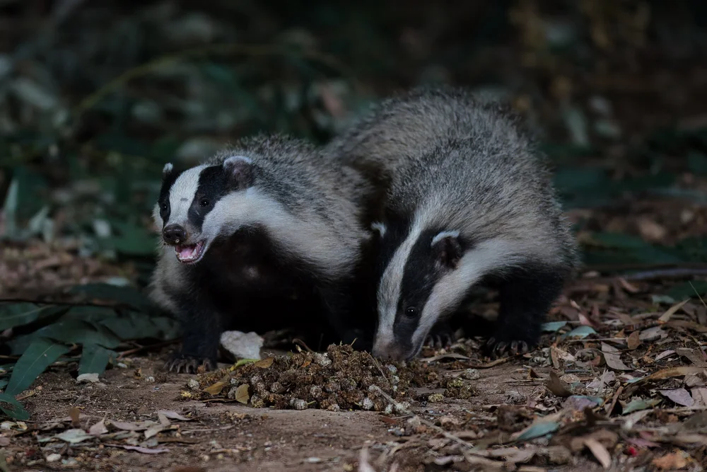 European Badger (Meles meles)