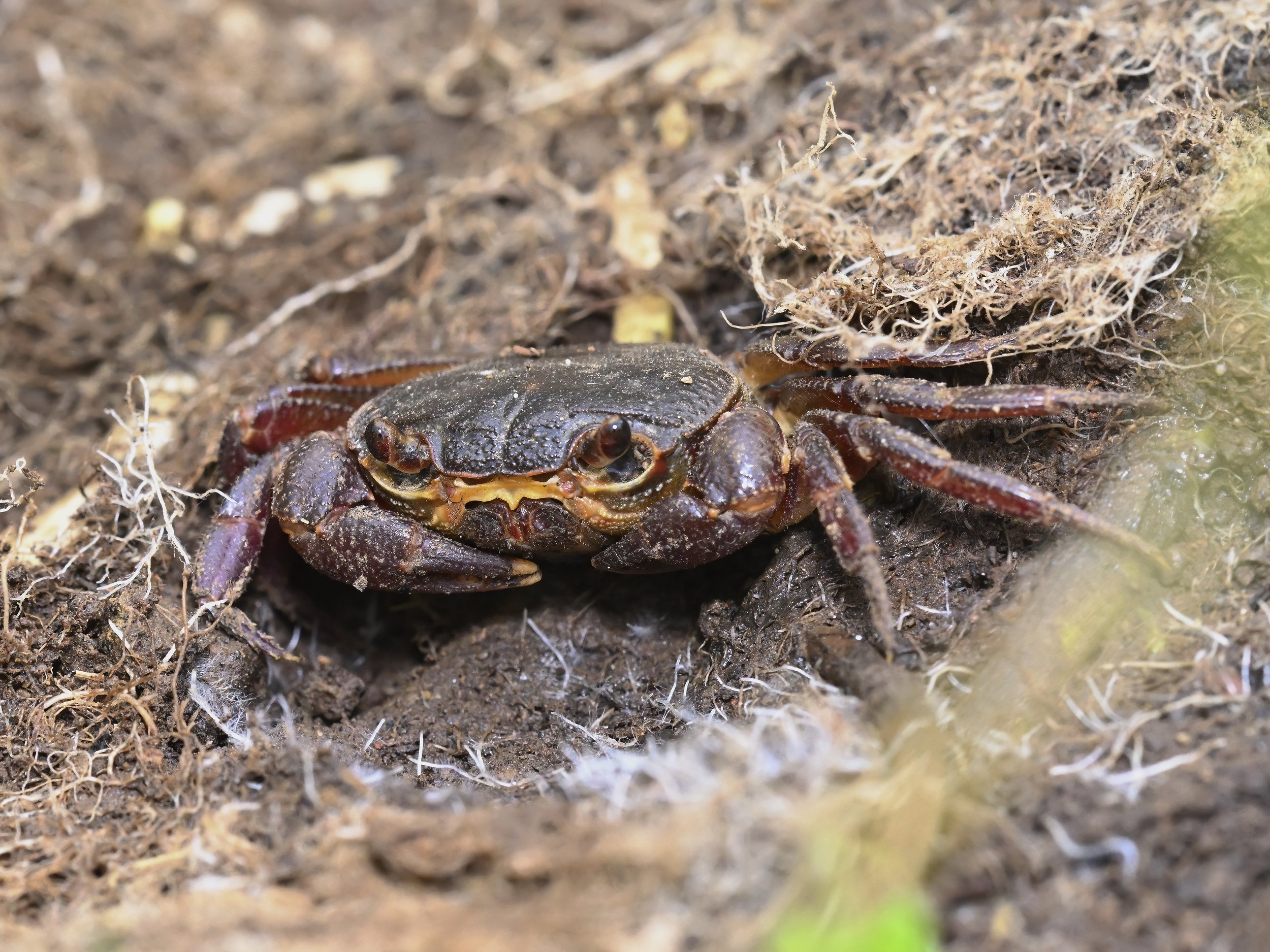Levantine Freshwater Crab (Potamon potamios)
