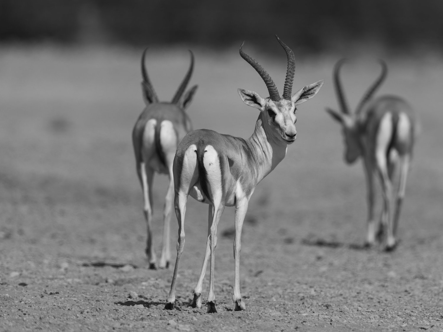Arabian Sand Gazelle | غزال الريم العربي | Gazella marica — Wildlife ...
