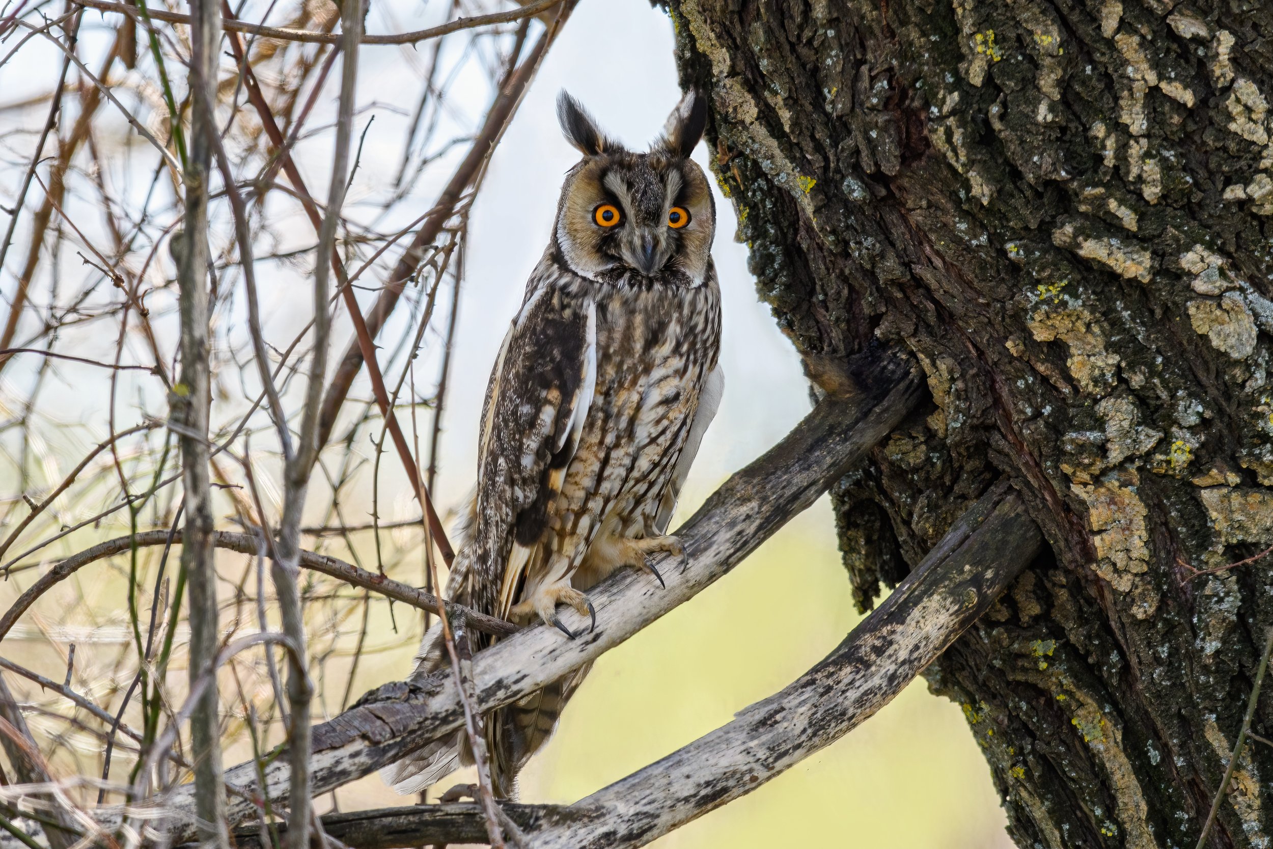 Owls Lebanon