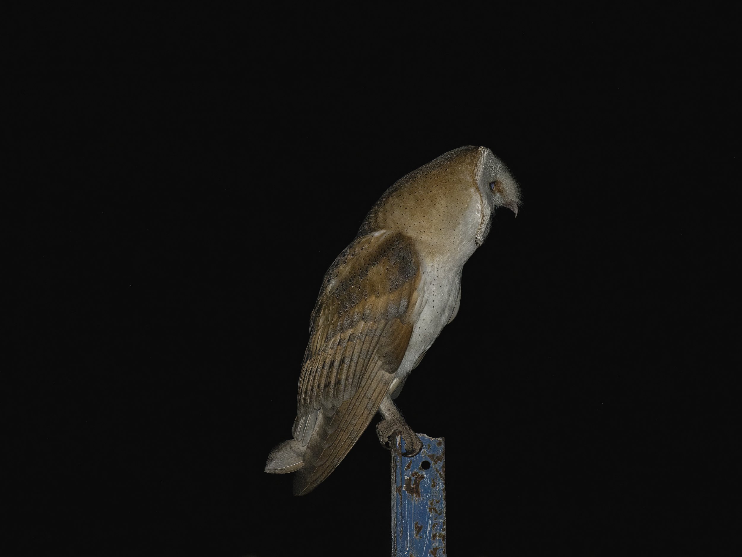 Barn Owl Lebanon