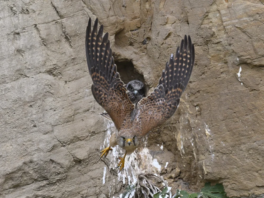 Eurasian Kestrel — best of the story
